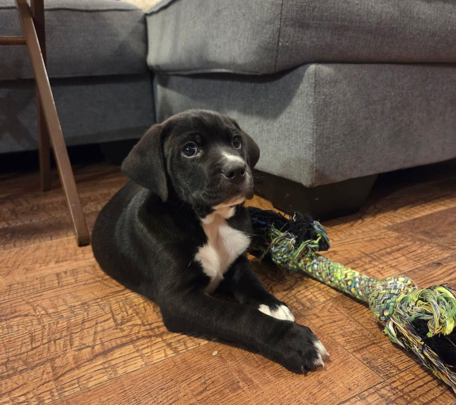 Enlarge Shadow , a ADOPTABLE mixed breed in Collingswood, NJ image 1/2