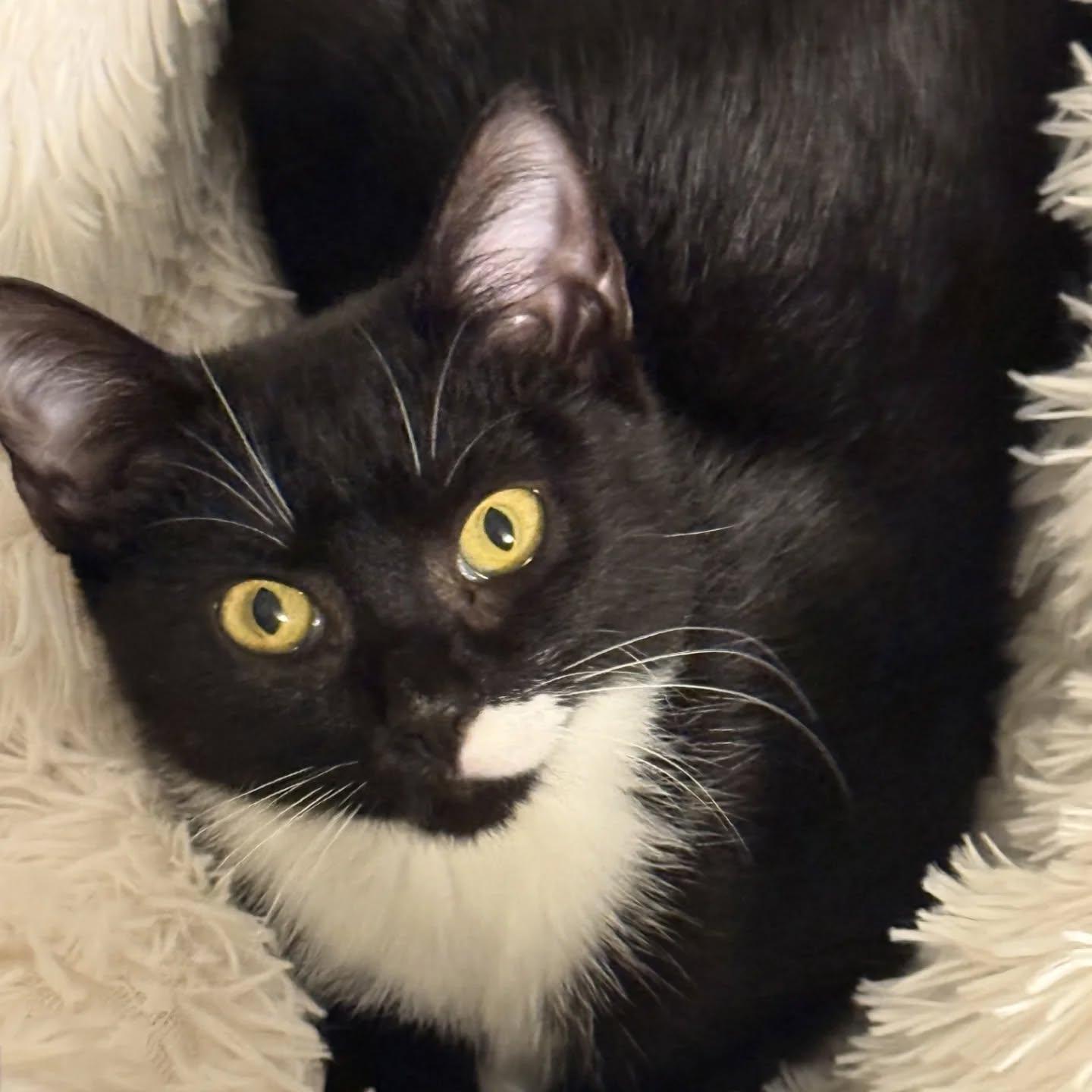 Penny (shy 5 month old, but sweet!)