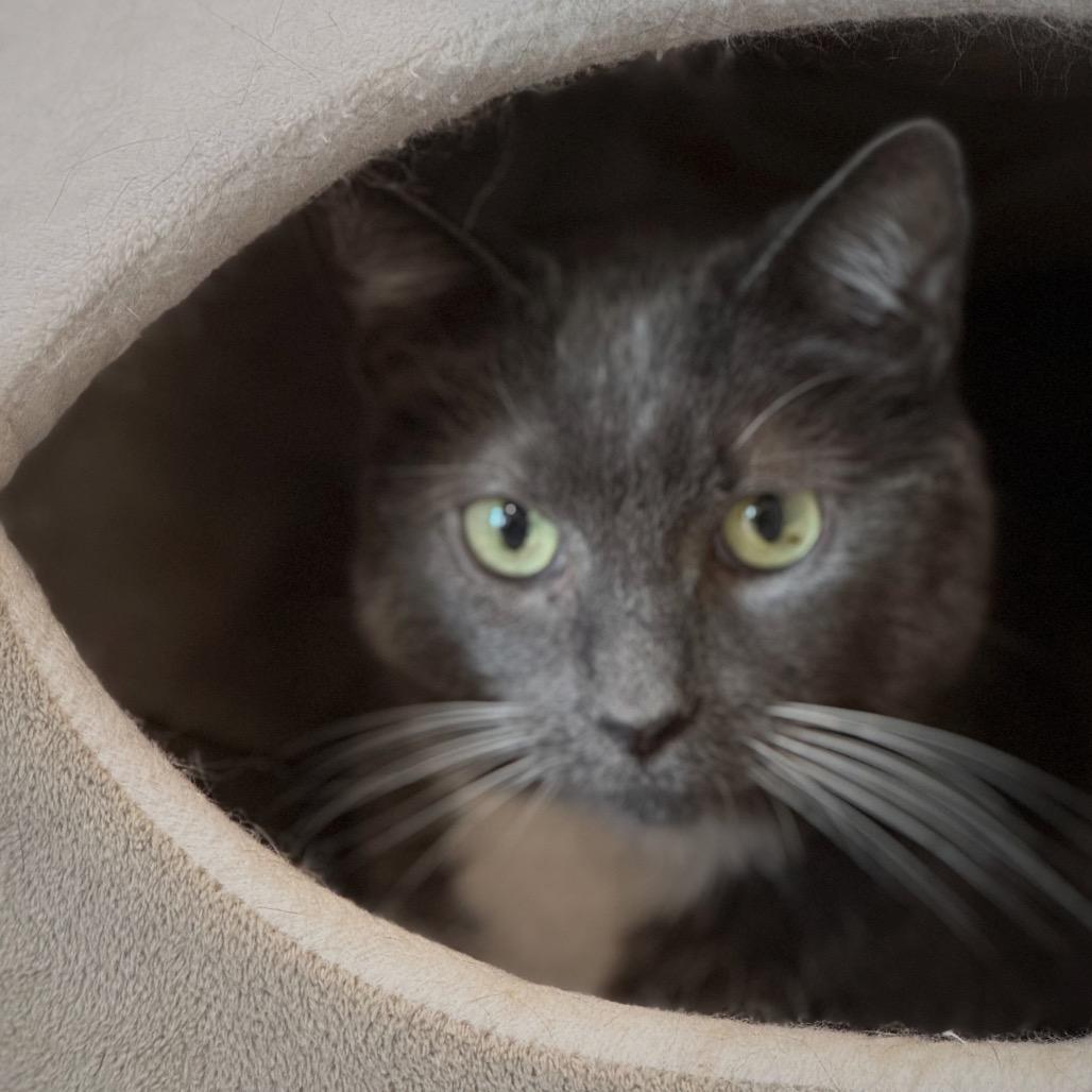 Loki — thumbnail 2