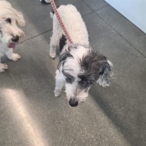CARLOS, Adoptable, Adult Male Poodle.