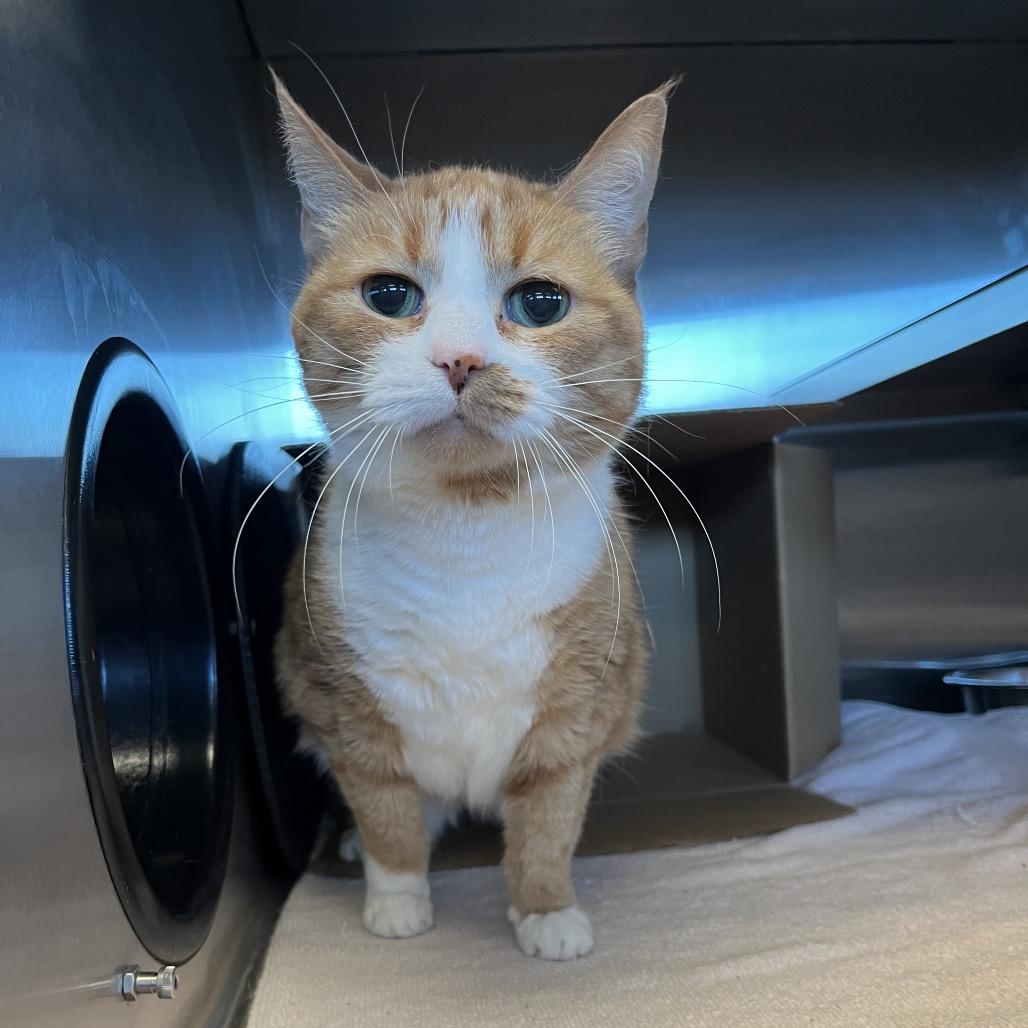 Enlarge Momma - Visit me at Elkhart PetSmart!, a Adoptable American Shorthair in Bristol, IN image 3/3