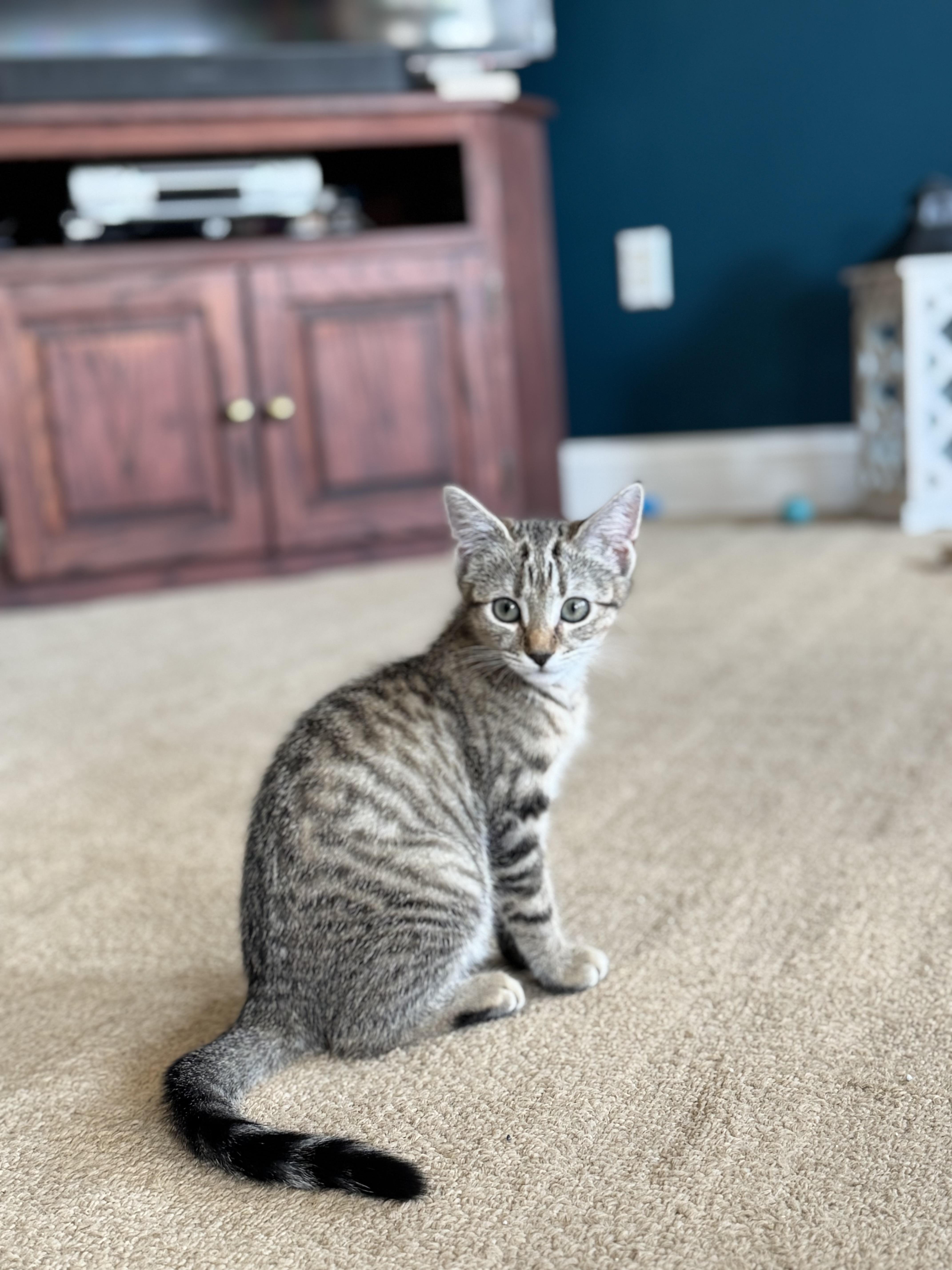 Enlarge Naboo, an adopted Domestic Short Hair in Lincoln University, PA image 2/4