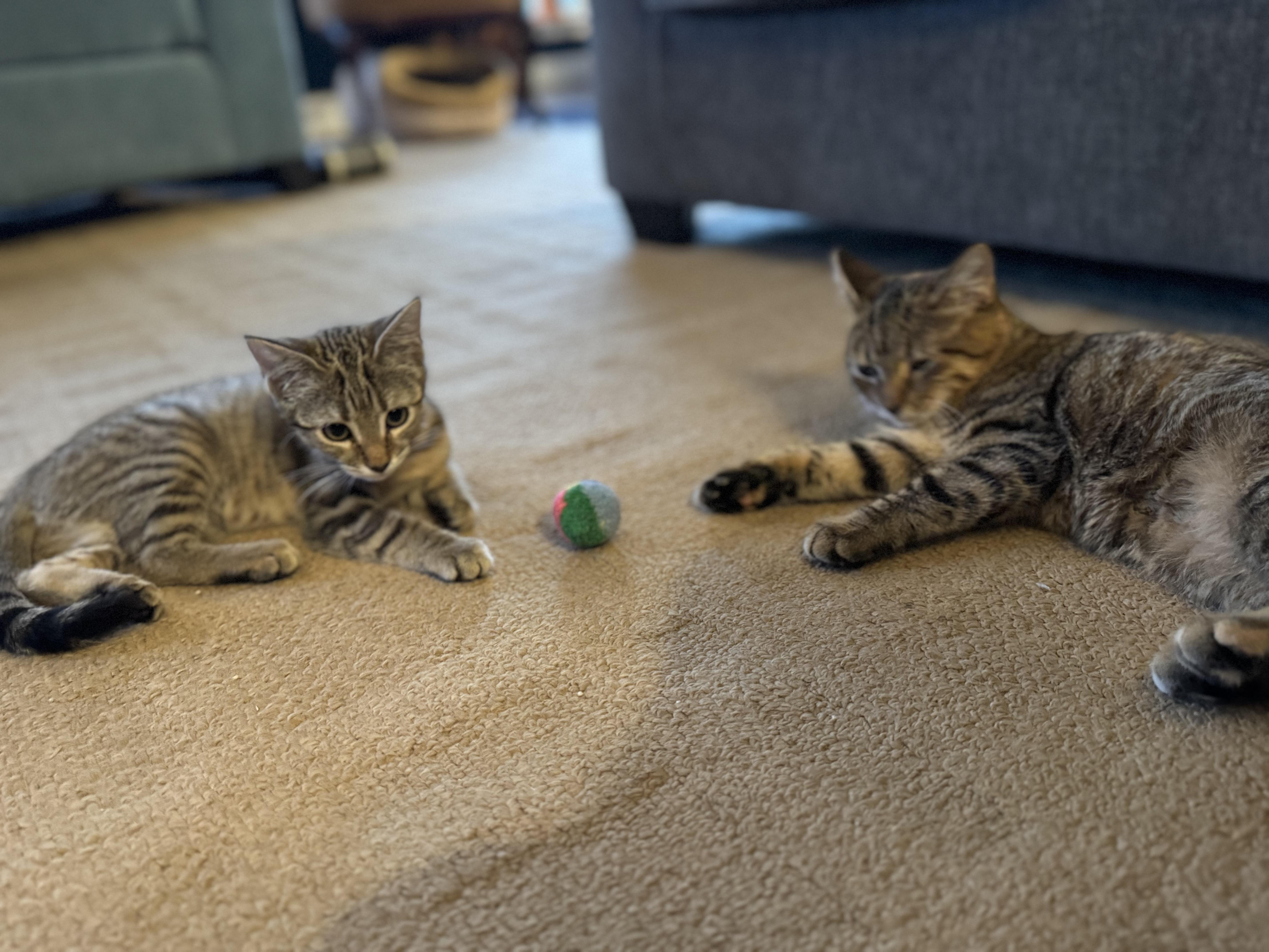 Enlarge Naboo, an adopted Domestic Short Hair in Lincoln University, PA image 3/4