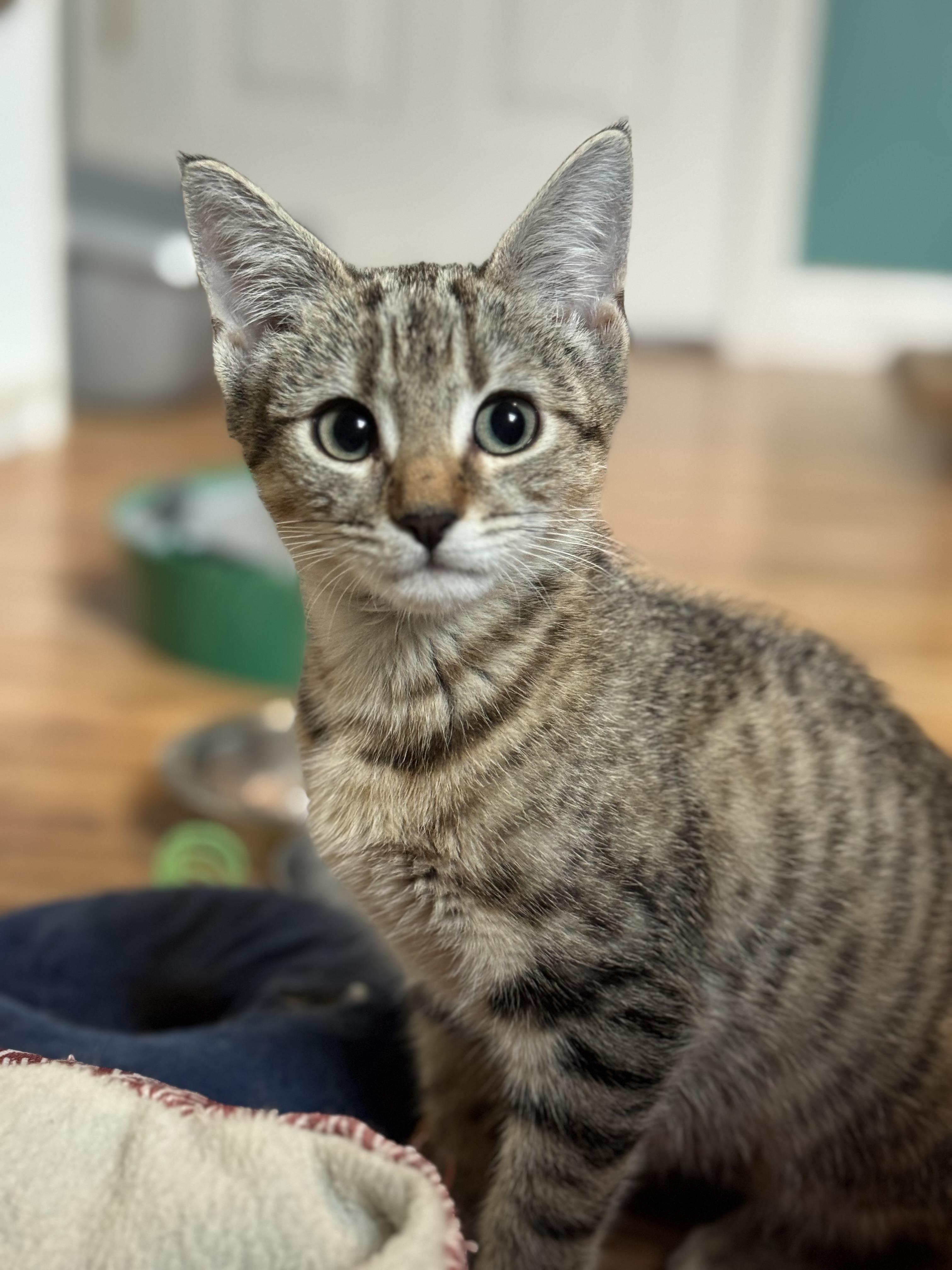 Enlarge Naboo, an adopted Domestic Short Hair in Lincoln University, PA image 4/4