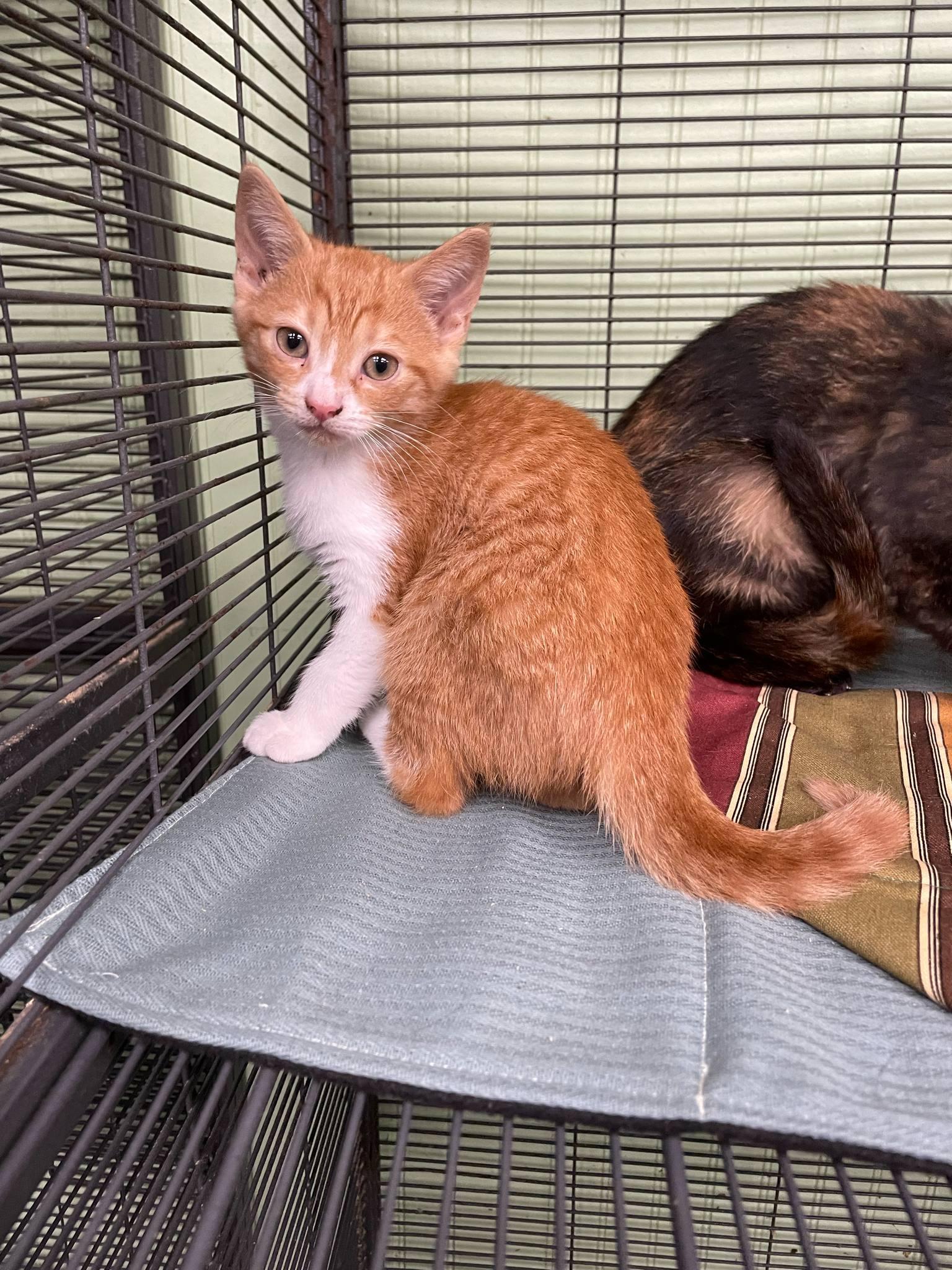 Urban, Baby Male Domestic Short Hair
