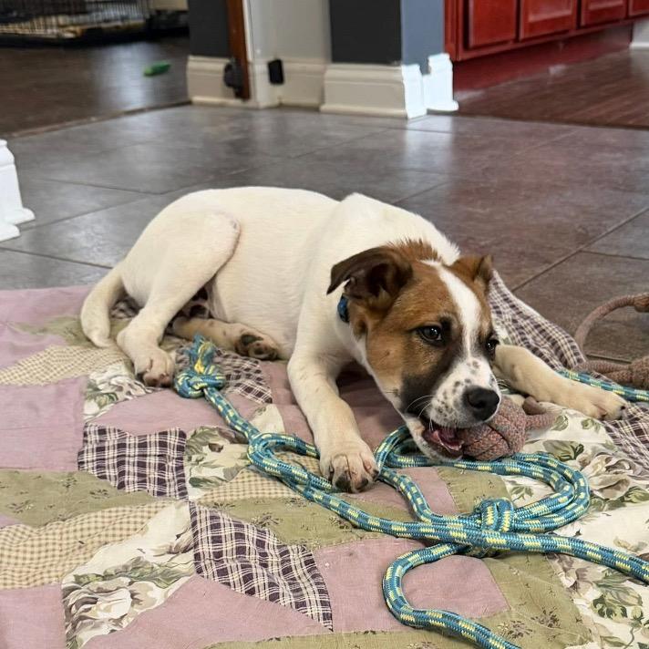 Rollo, a Adoptable Mixed Breed in Joliet, IL image 1/2