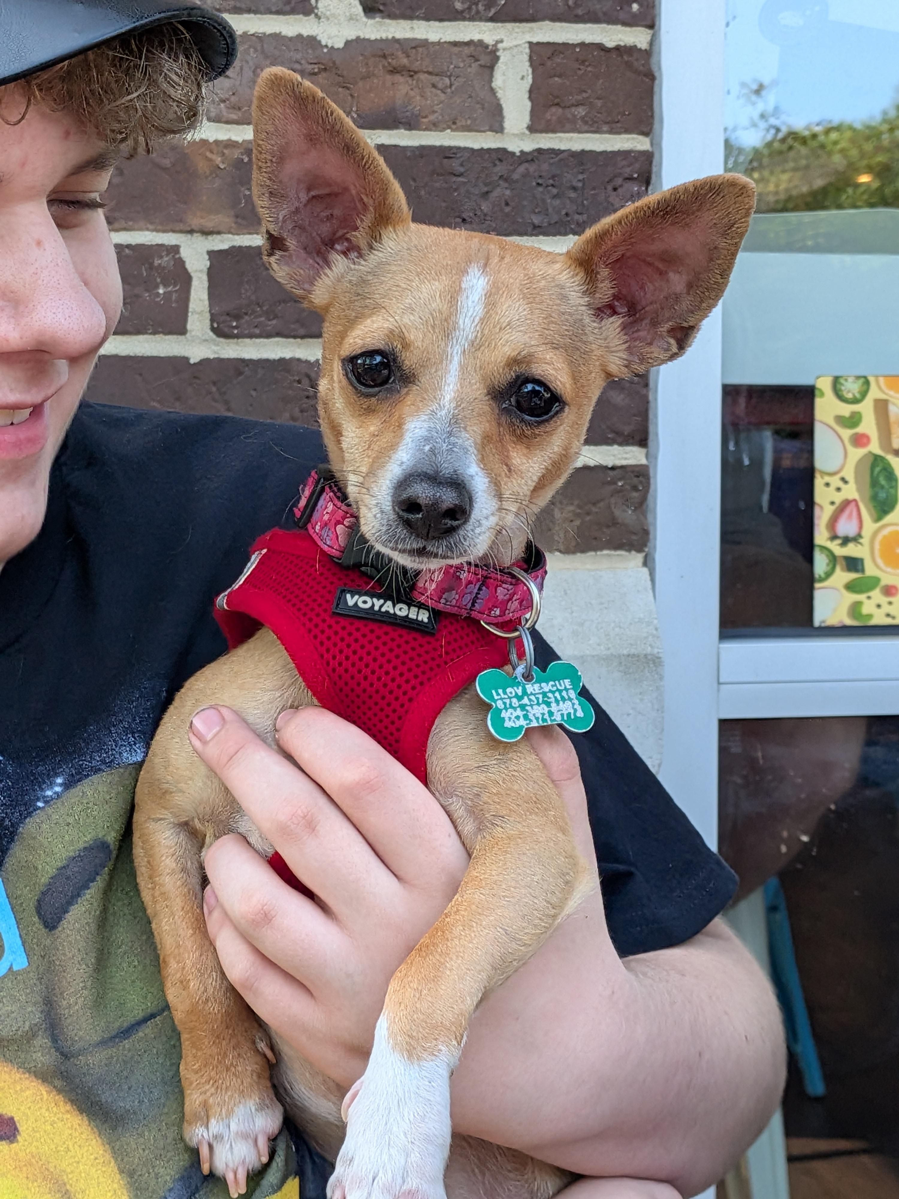 Whimsy, a ADOPTABLE mixed breed in East Point, GA image 4/6