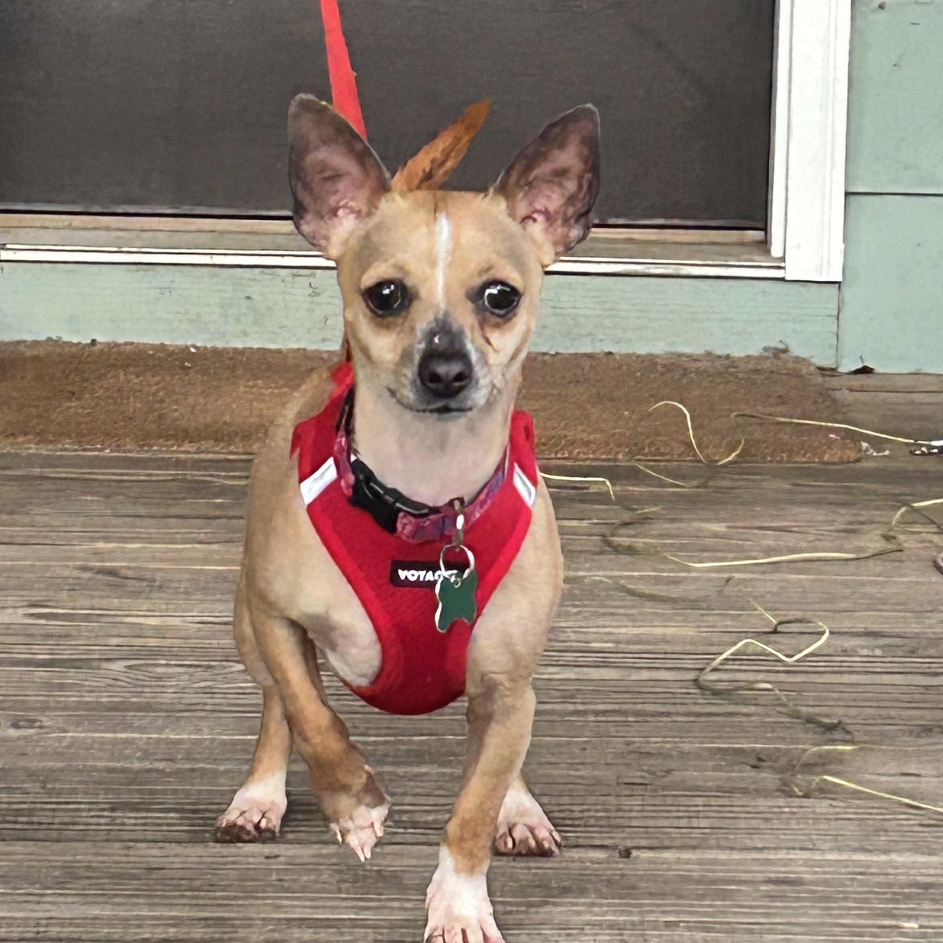 Whimsy, a ADOPTABLE mixed breed in East Point, GA image 6/6