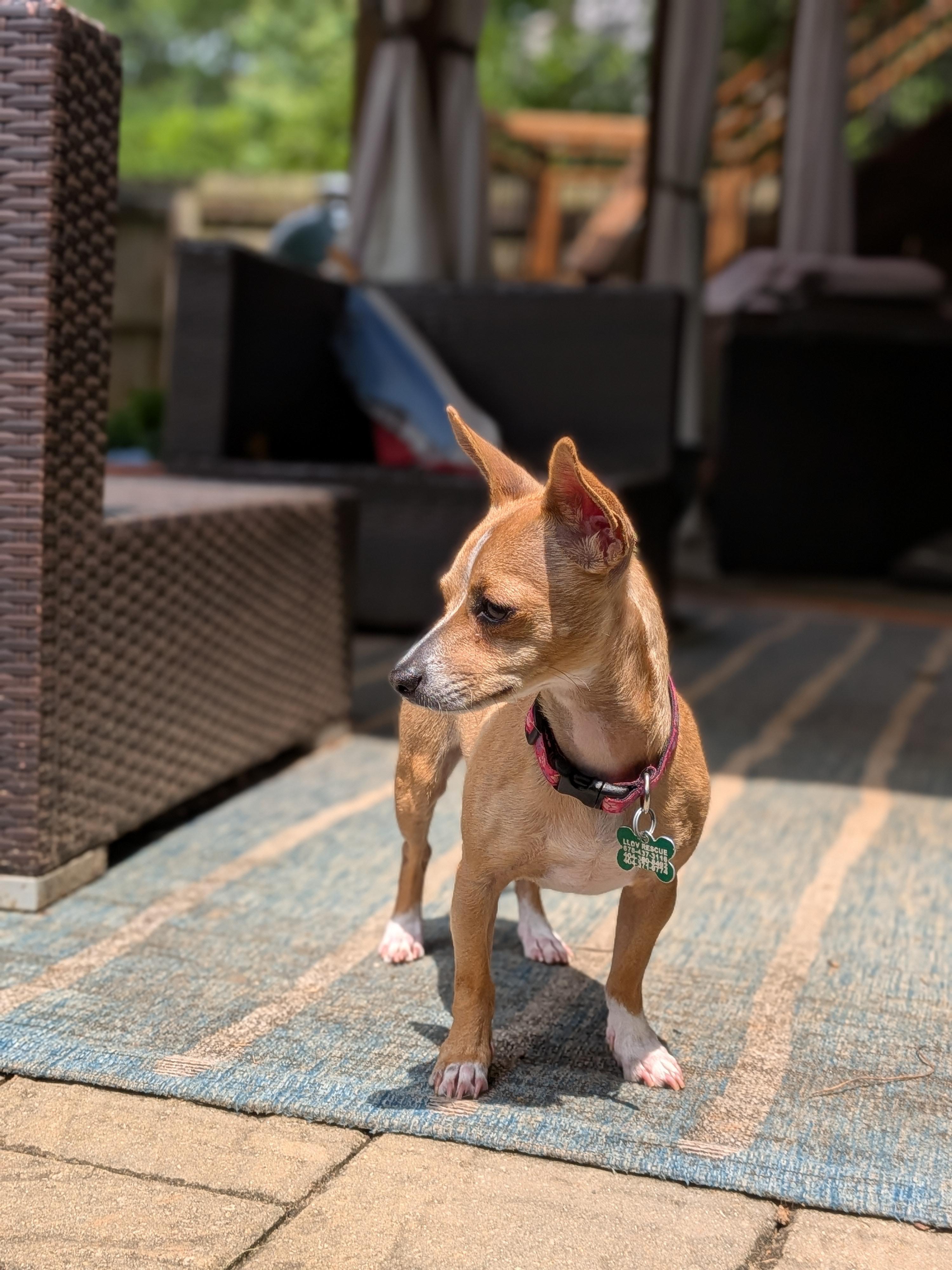 Whimsy, a ADOPTABLE mixed breed in East Point, GA image 2/6