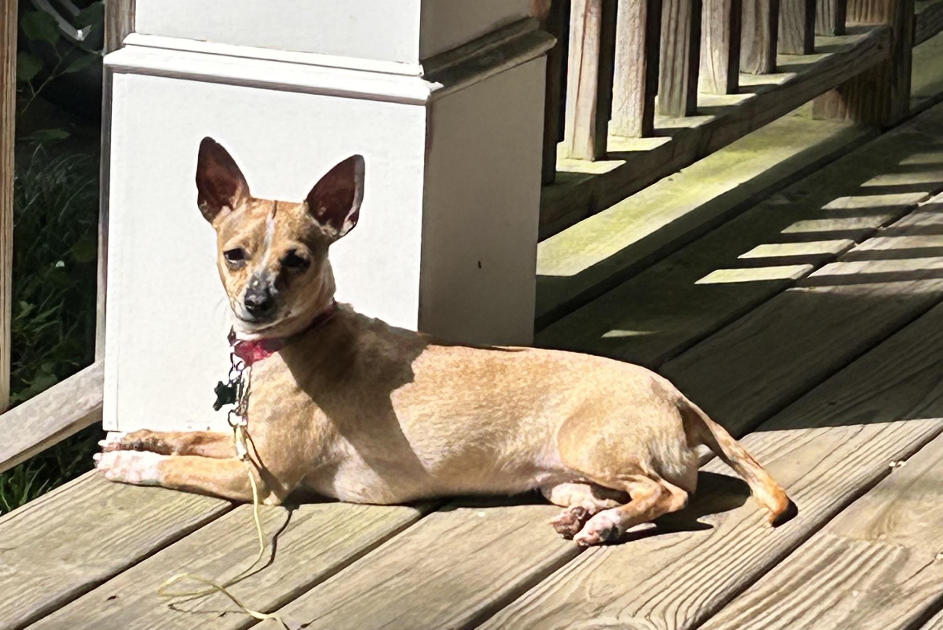 Whimsy, a ADOPTABLE mixed breed in East Point, GA image 5/6