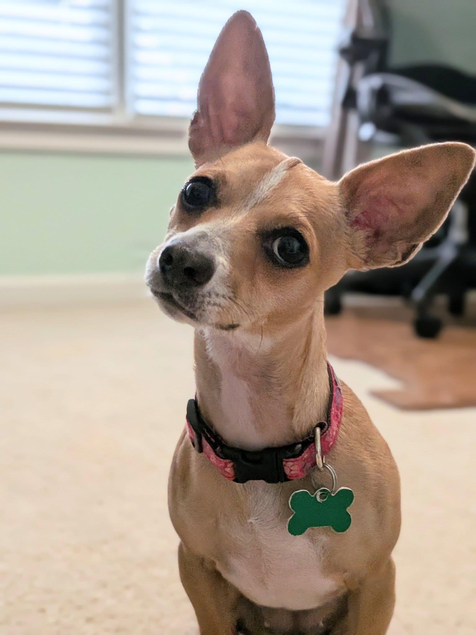 Whimsy, a ADOPTABLE mixed breed in East Point, GA image 3/6