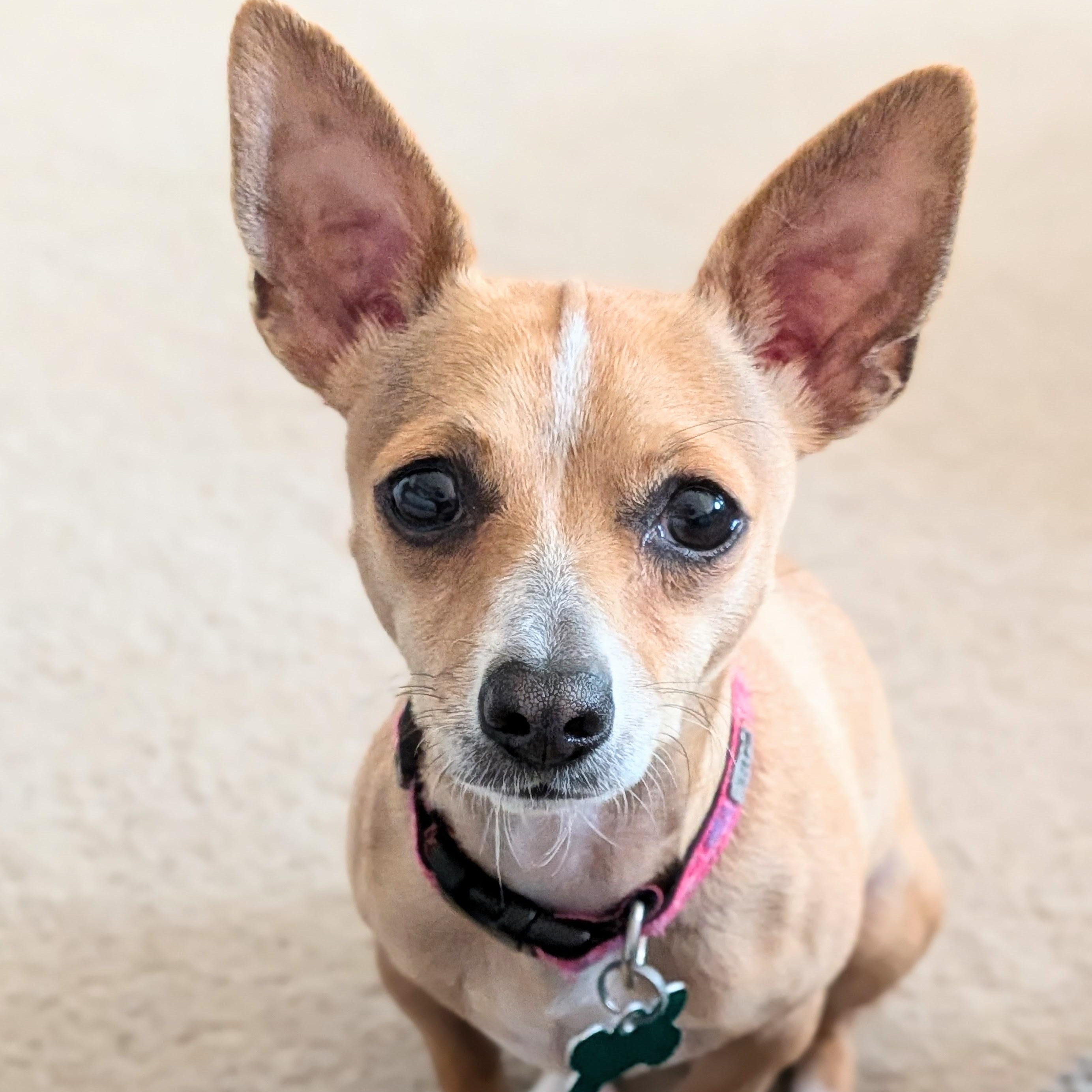 Whimsy, ADOPTABLE, Adult Female Chihuahua & Jack Russell Terrier.