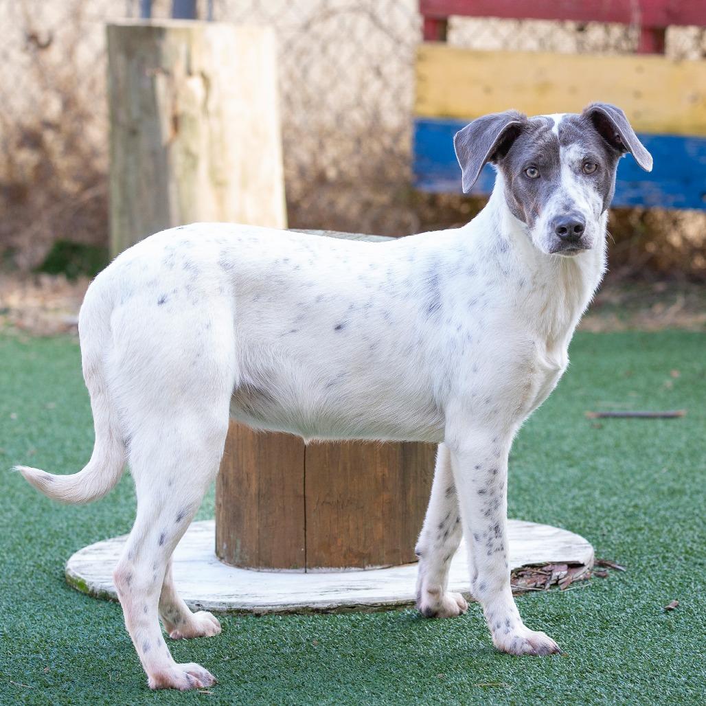 Enlarge Bonnie, a Adoptable Mixed Breed in Cartersville, GA image 1/4