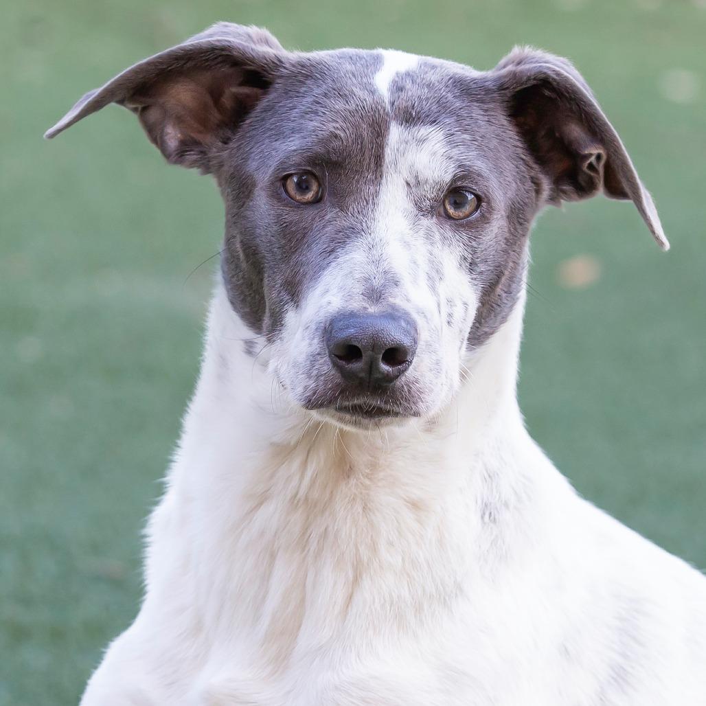 Enlarge Bonnie, a Adoptable Mixed Breed in Cartersville, GA image 2/4