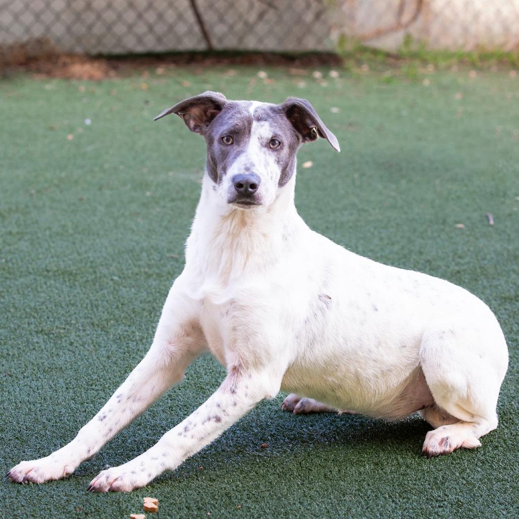 Enlarge Bonnie, a Adoptable Mixed Breed in Cartersville, GA image 3/4
