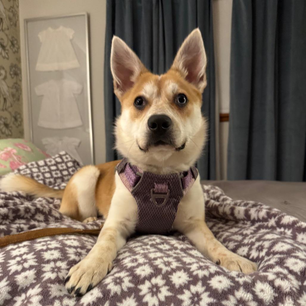 Enlarge Kona, a Adoptable mixed breed in Tacoma, WA image 1/6