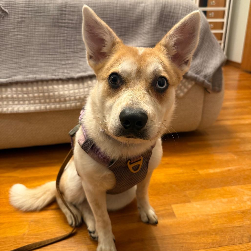 Enlarge Kona, a Adoptable mixed breed in Tacoma, WA image 2/6