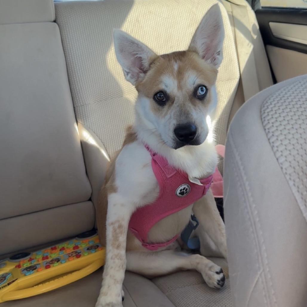 Enlarge Kona, a Adoptable mixed breed in Tacoma, WA image 3/6