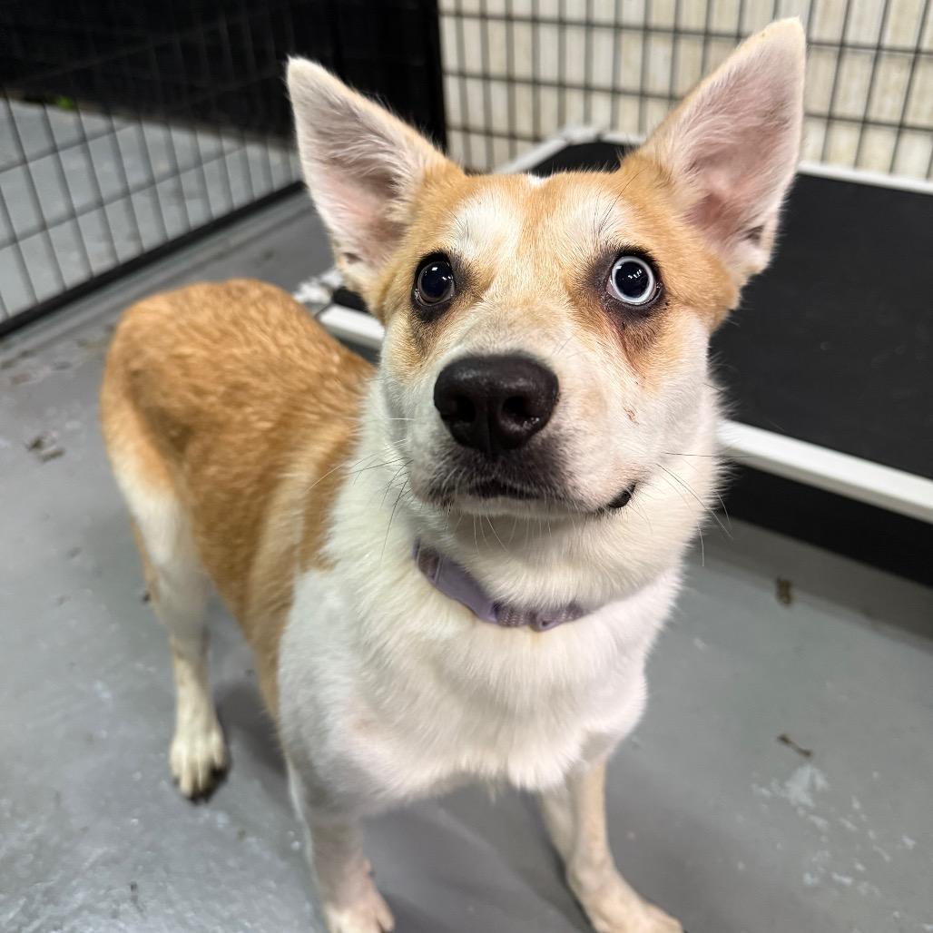 Enlarge Kona, a Adoptable mixed breed in Tacoma, WA image 6/6