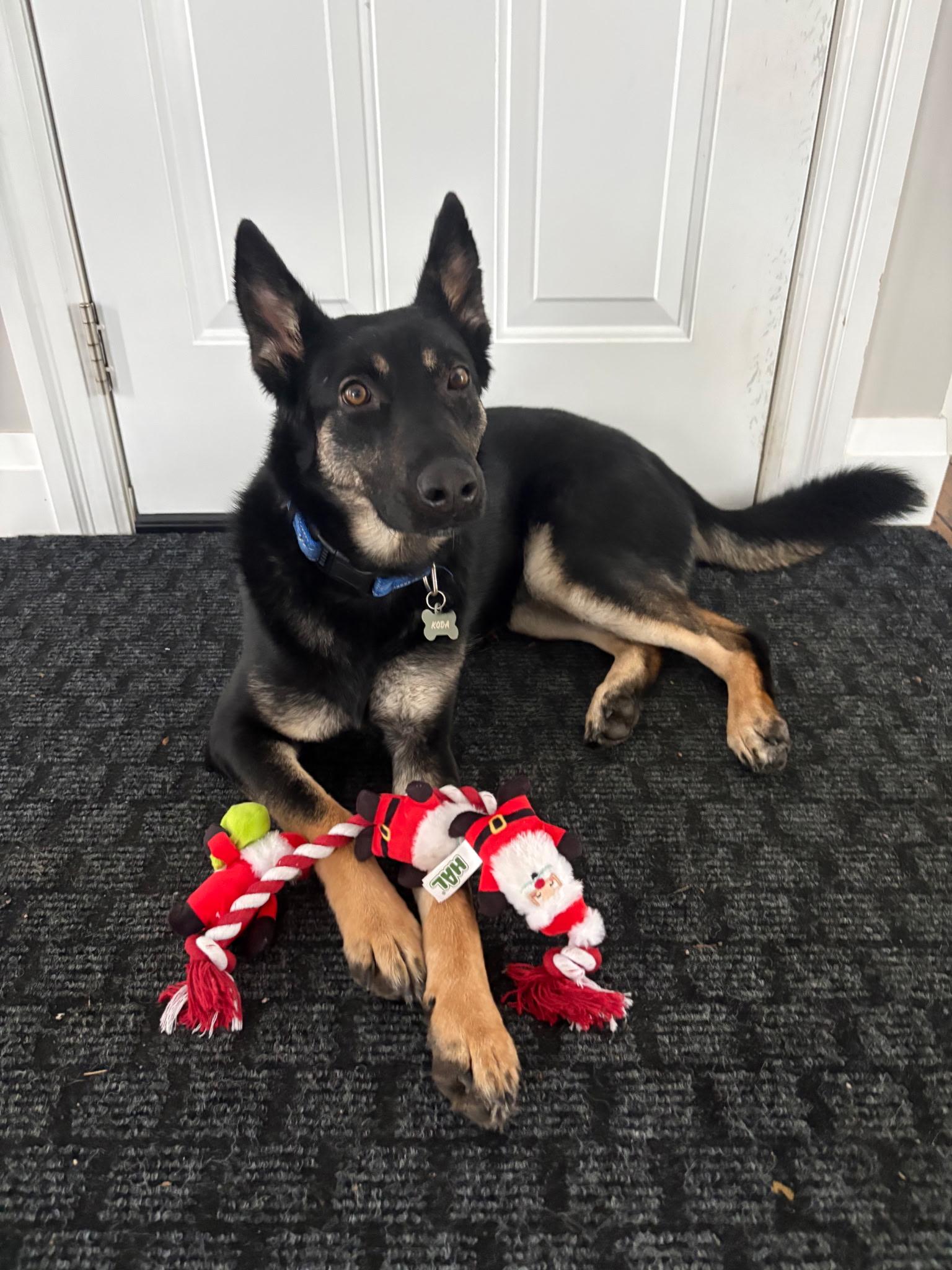 Bella, ADOPTABLE, Young Female German Shepherd Dog.