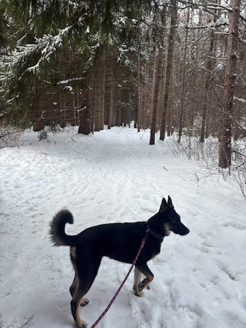 Enlarge Bella, a ADOPTABLE mixed breed in oriskany, NY image 2/4