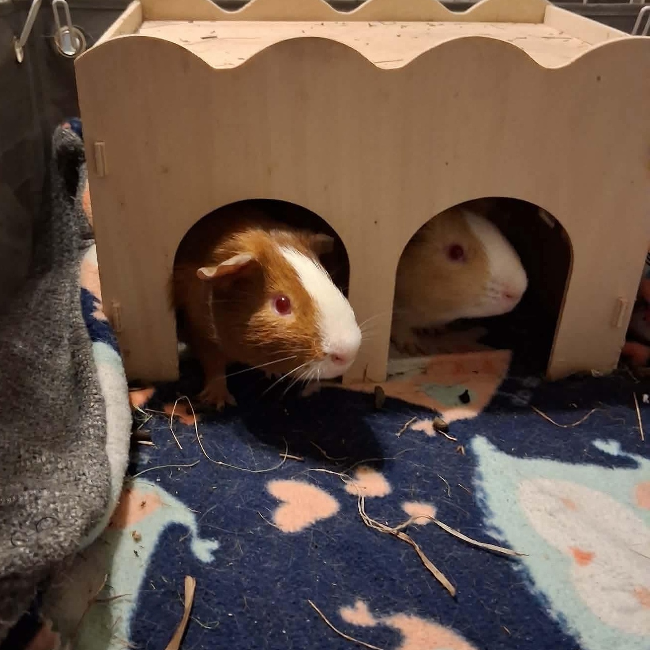Enlarge Elantra & Palisade, a Adoptable Guinea Pig in Rochester, NY image 2/6