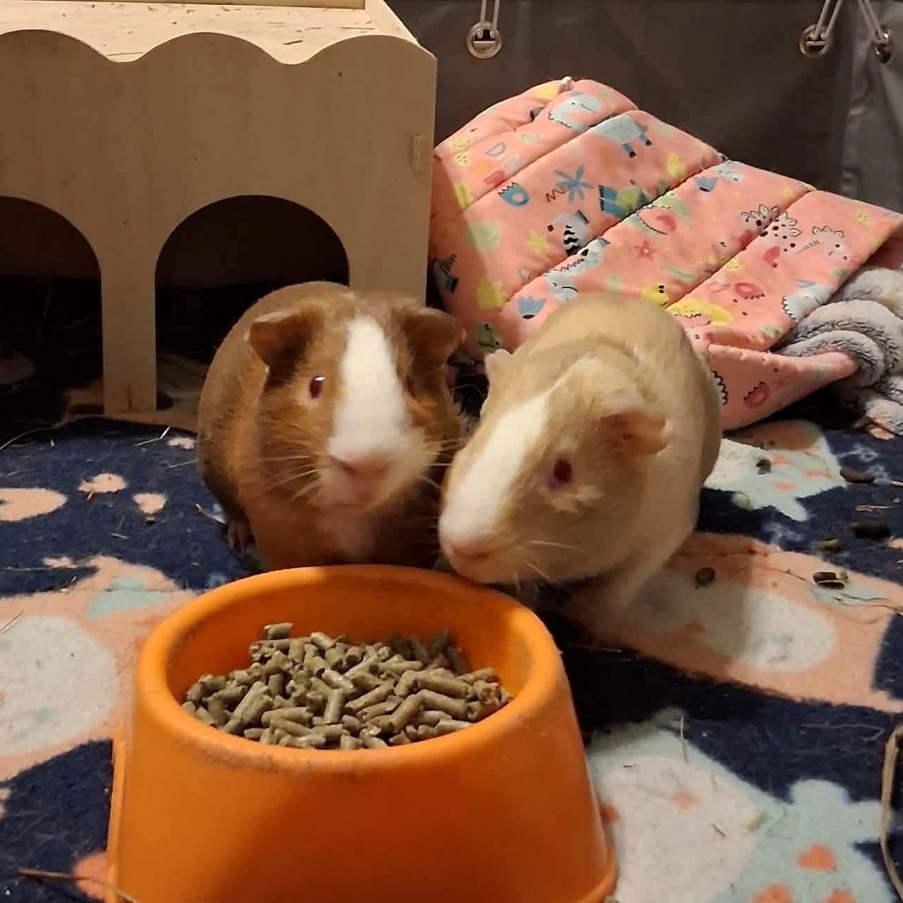 Enlarge Elantra & Palisade, a Adoptable Guinea Pig in Rochester, NY image 1/6