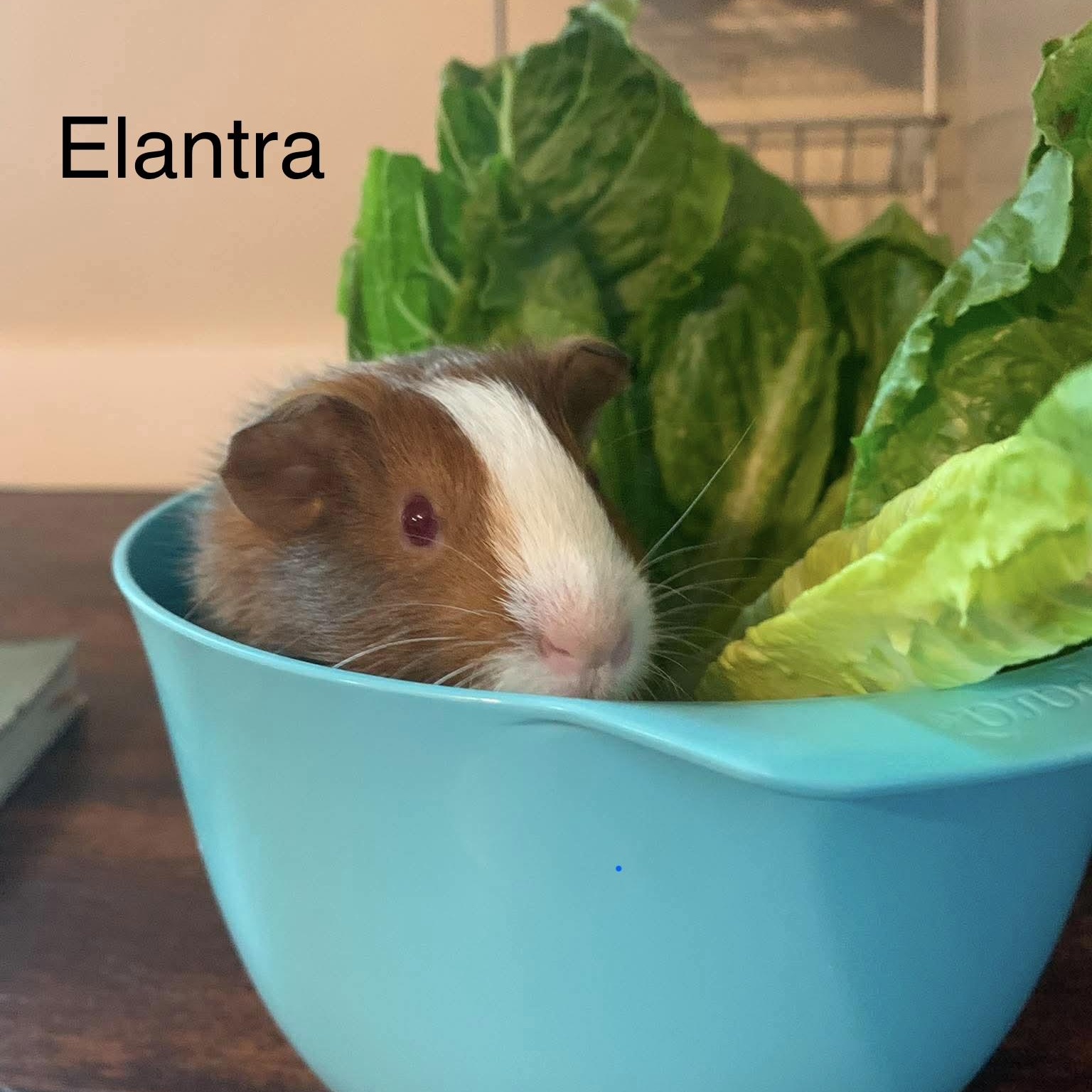 Enlarge Elantra & Palisade, a Adoptable Guinea Pig in Rochester, NY image 3/6