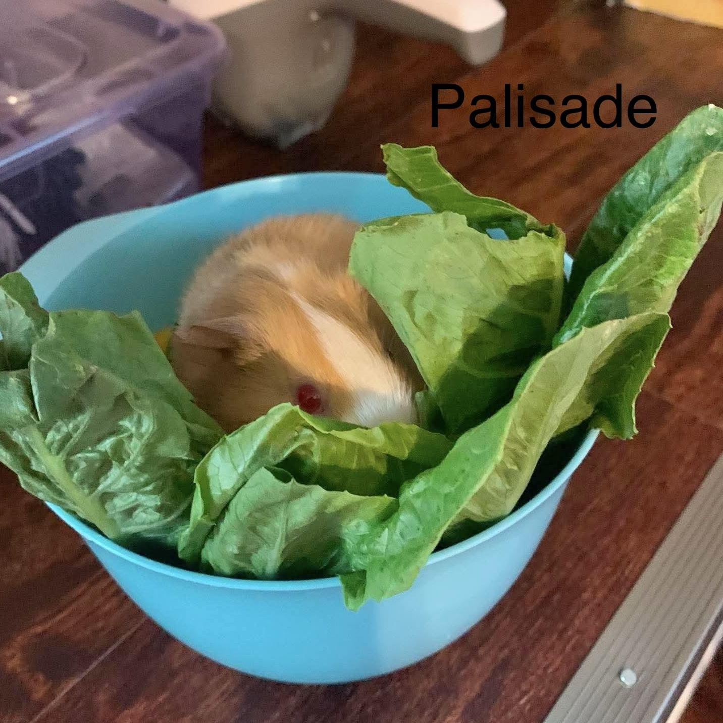 Enlarge Elantra & Palisade, a Adoptable Guinea Pig in Rochester, NY image 4/6