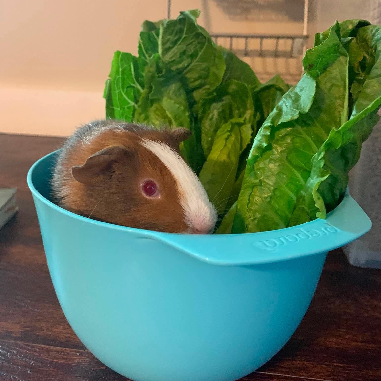 Enlarge Elantra & Palisade, a Adoptable Guinea Pig in Rochester, NY image 5/6