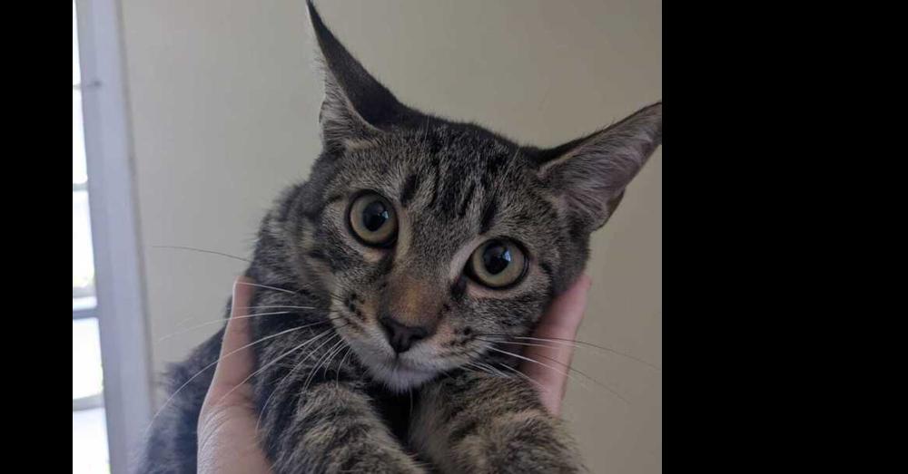 Elio, Adoptable, Kitten Male Domestic Short Hair.