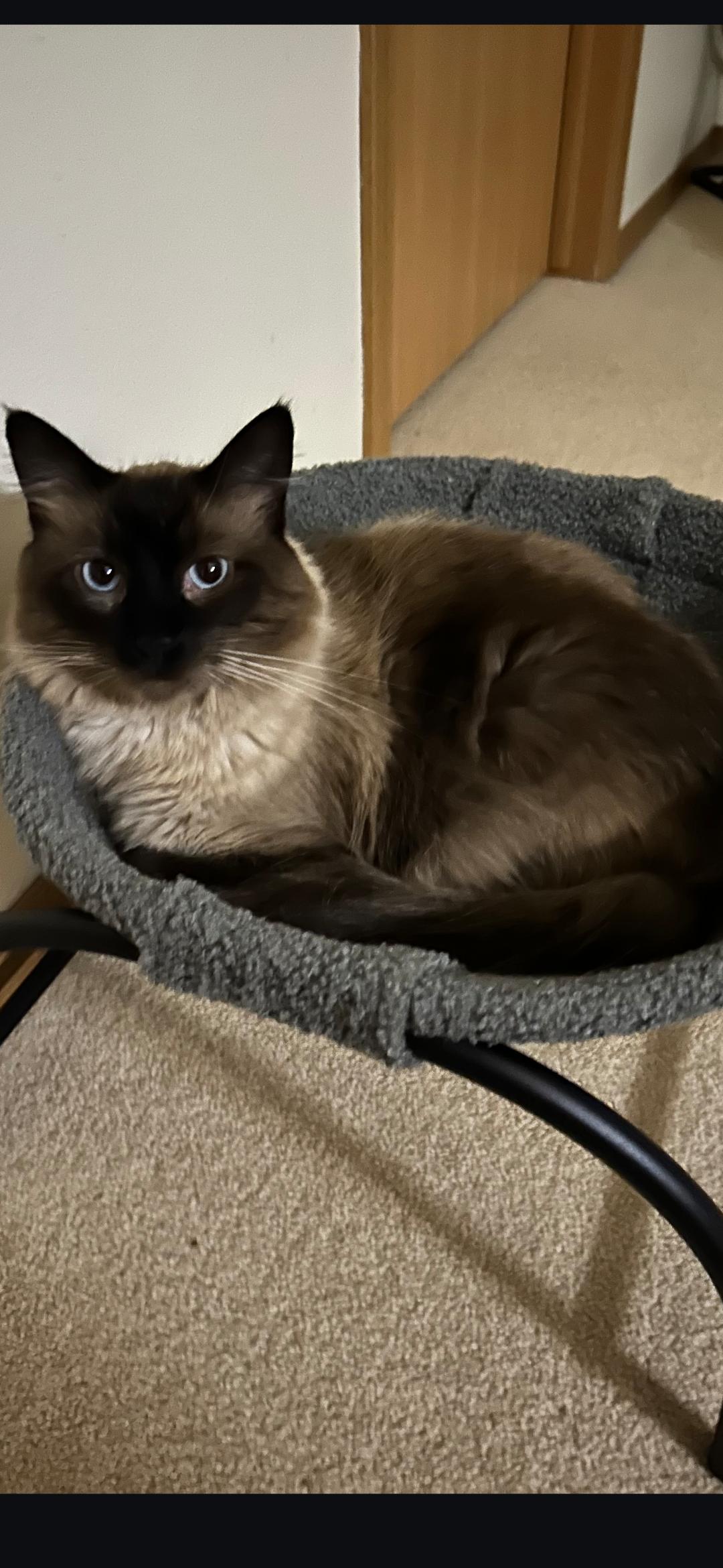 Simon, an adopted Himalayan in Medford, WI image 2/2