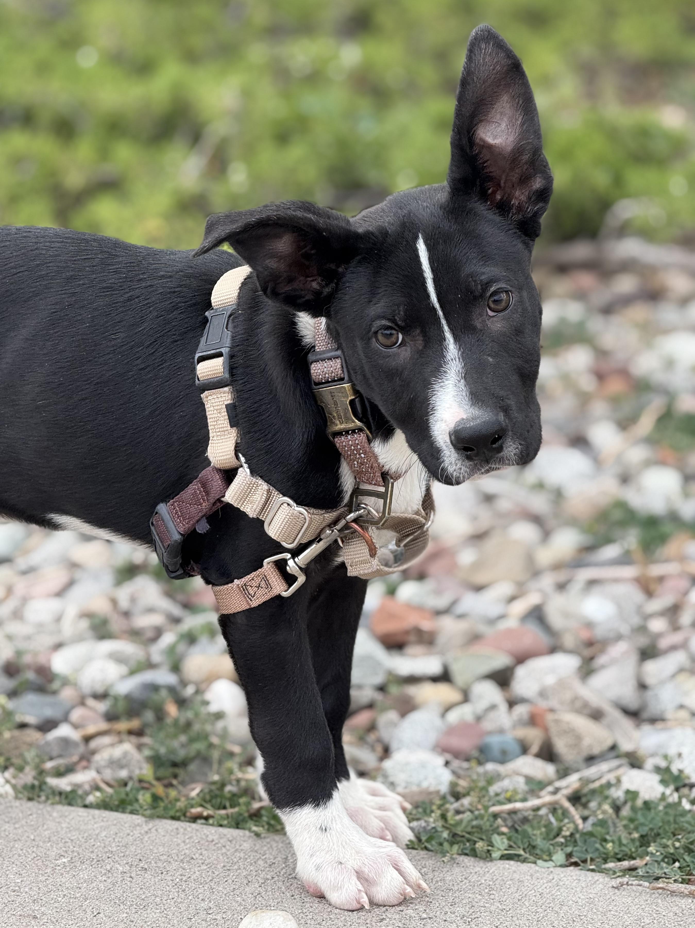 Comedy, an adoptable Shepherd, Mixed Breed in Eagle, CO, 81631 | Photo Image 5