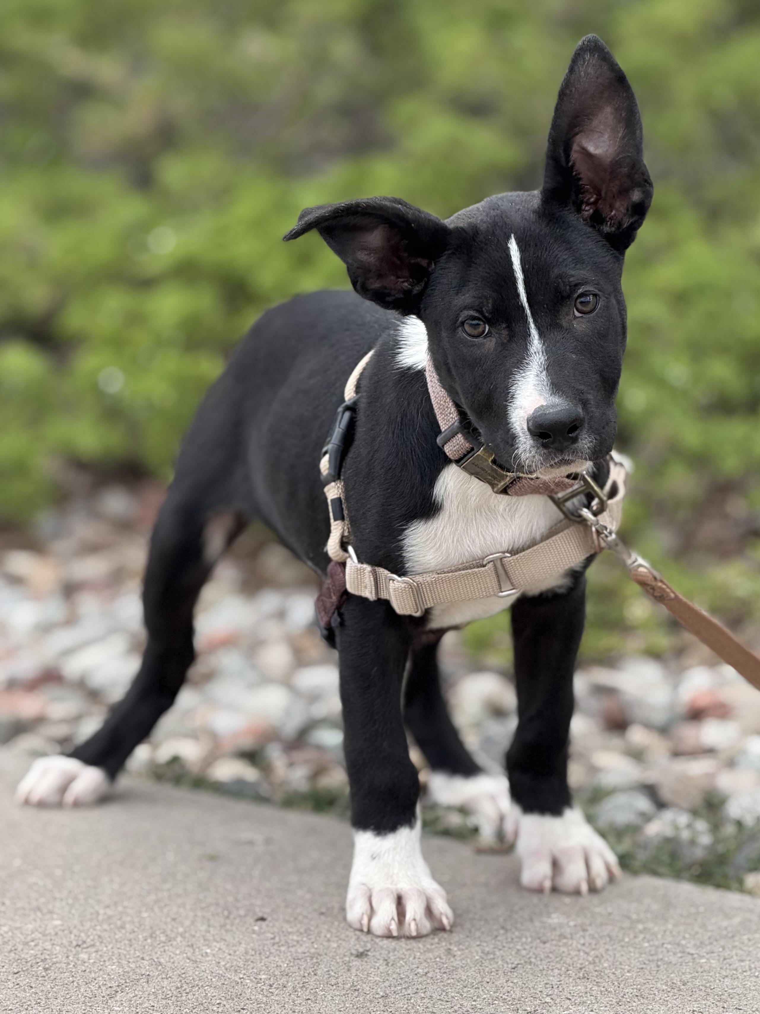 Comedy, an adoptable Shepherd, Mixed Breed in Eagle, CO, 81631 | Photo Image 1