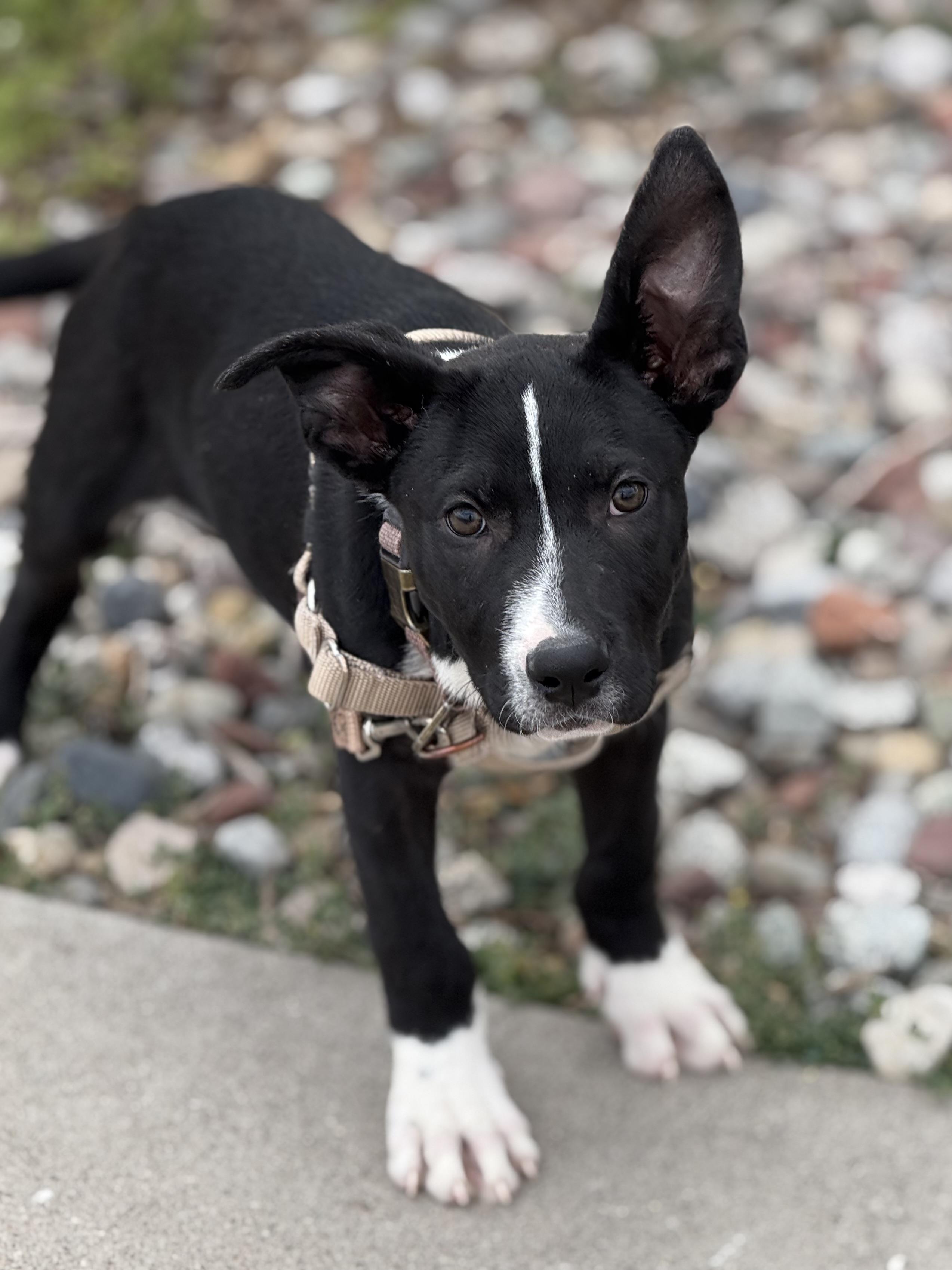 Comedy, an adoptable Shepherd, Mixed Breed in Eagle, CO, 81631 | Photo Image 3