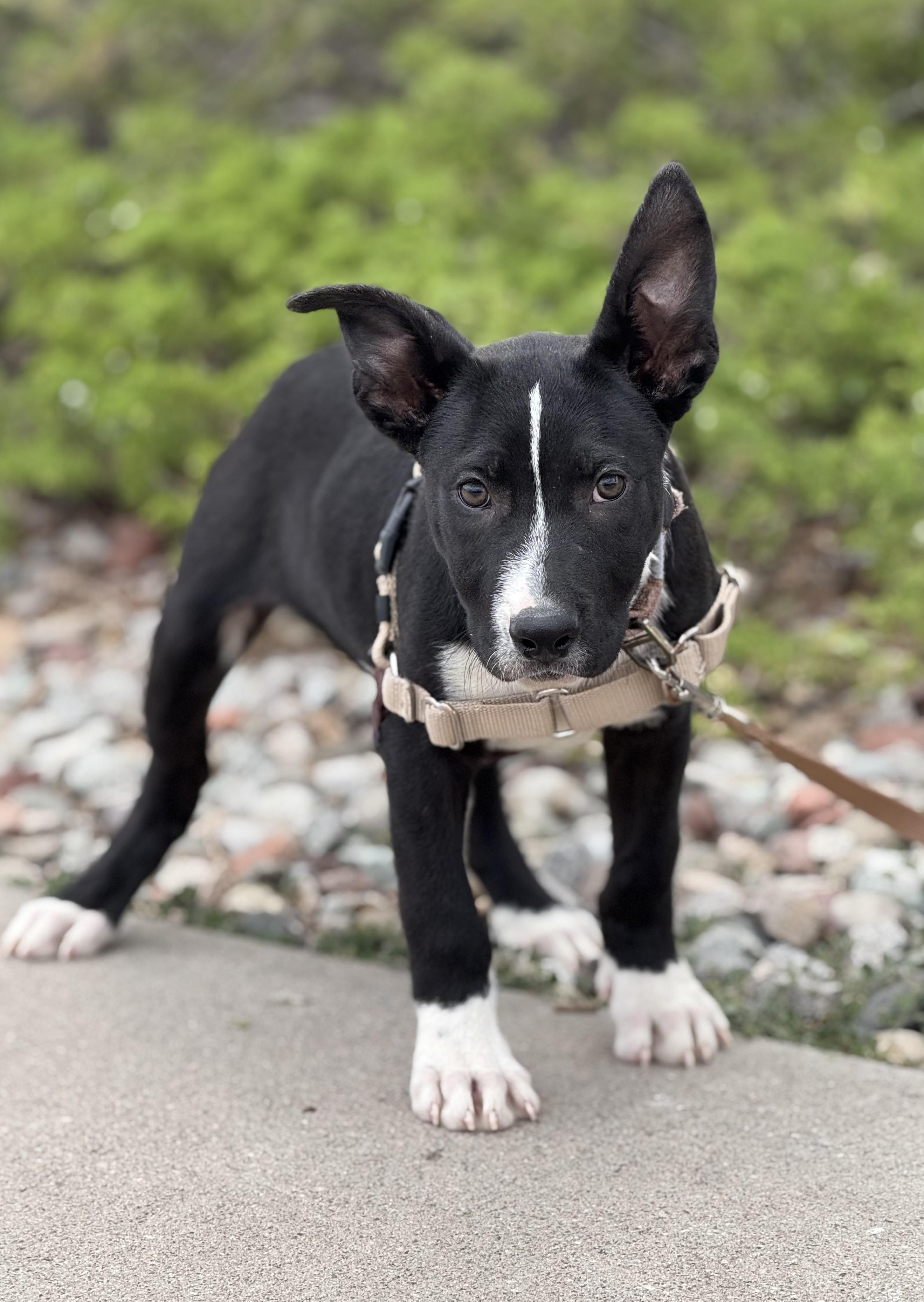 Comedy, an adoptable Shepherd, Mixed Breed in Eagle, CO, 81631 | Photo Image 4