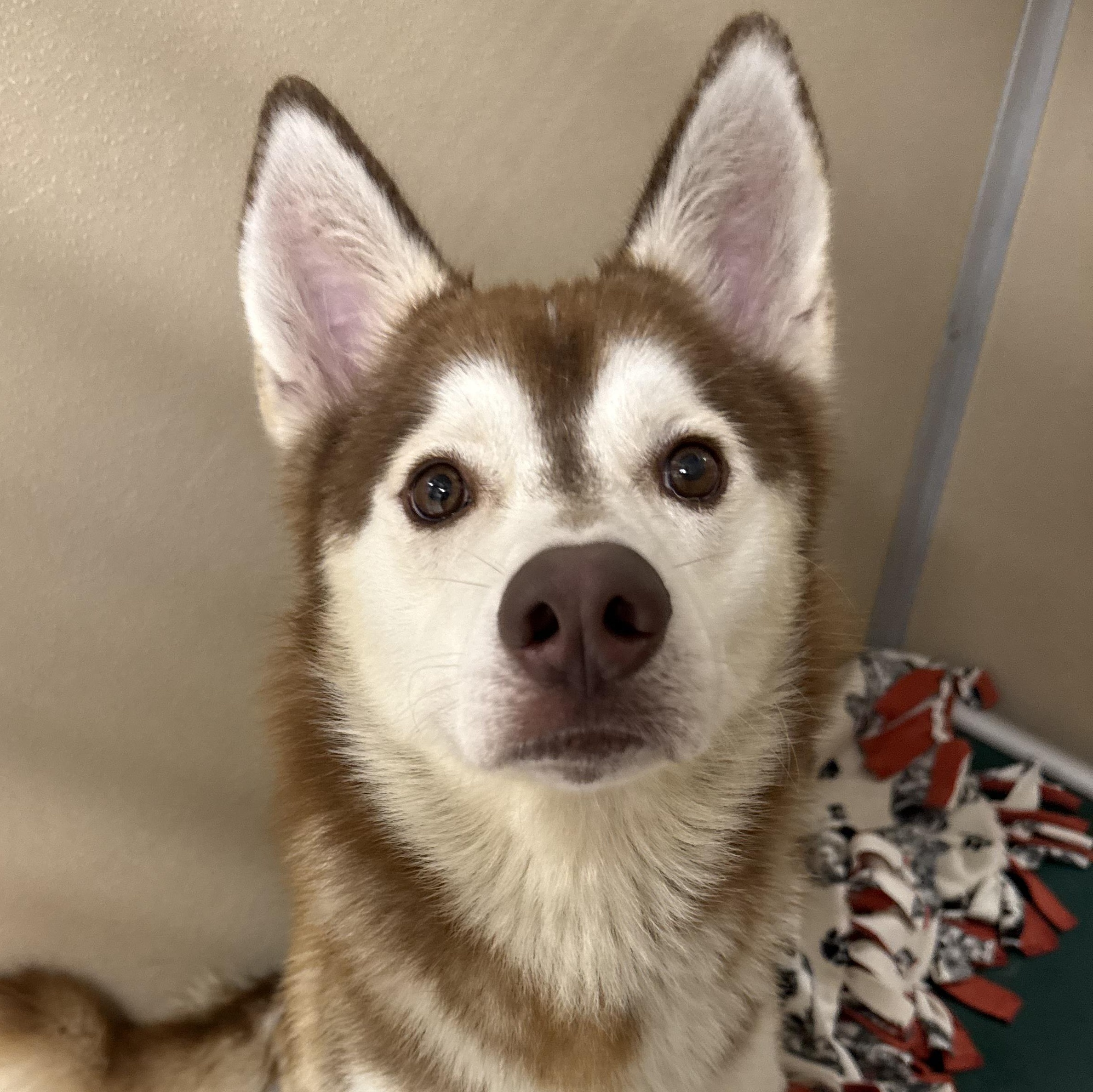 Hank, a ADOPTABLE Husky in St. Augustine, FL image 1/2