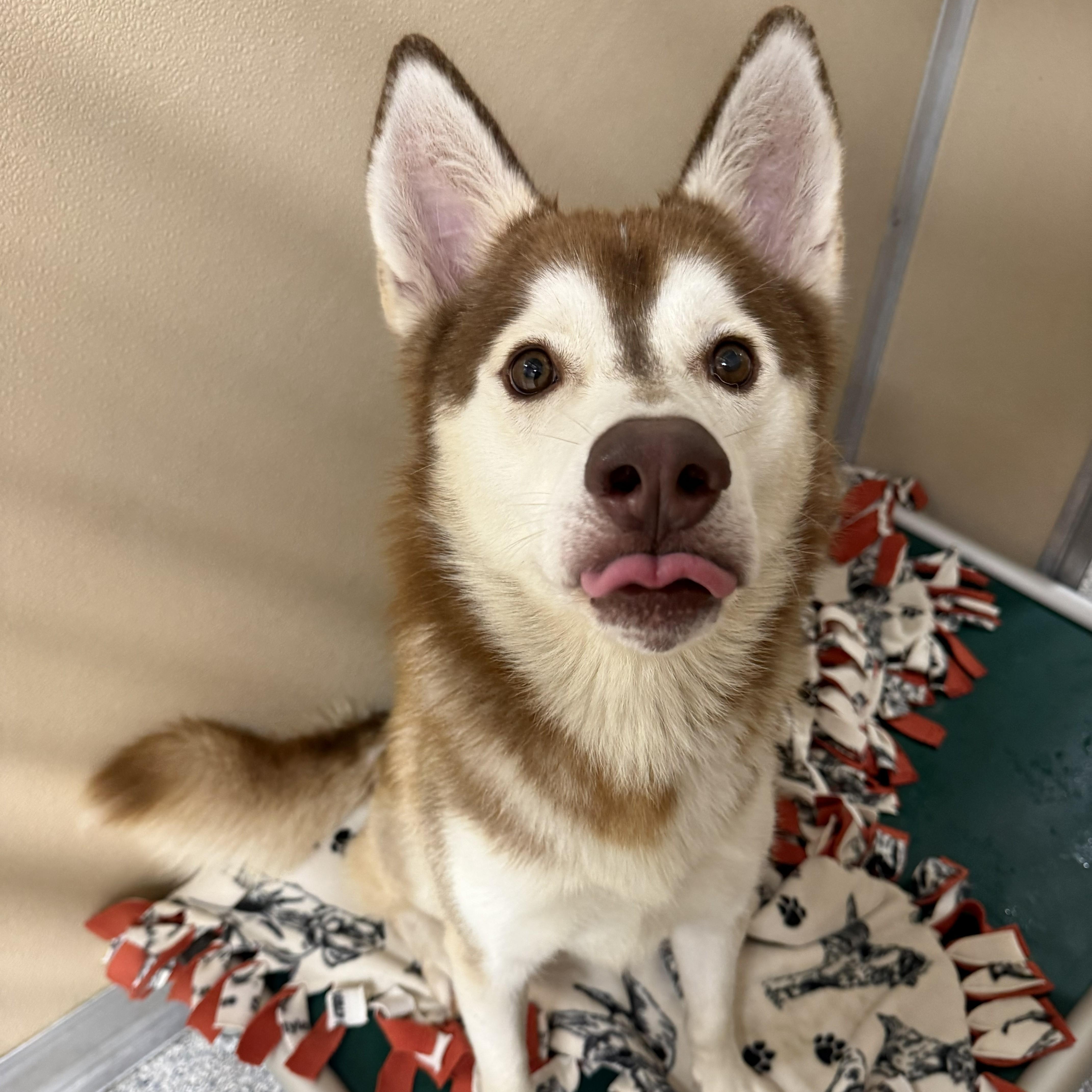 Hank, a ADOPTABLE Husky in St. Augustine, FL image 2/2