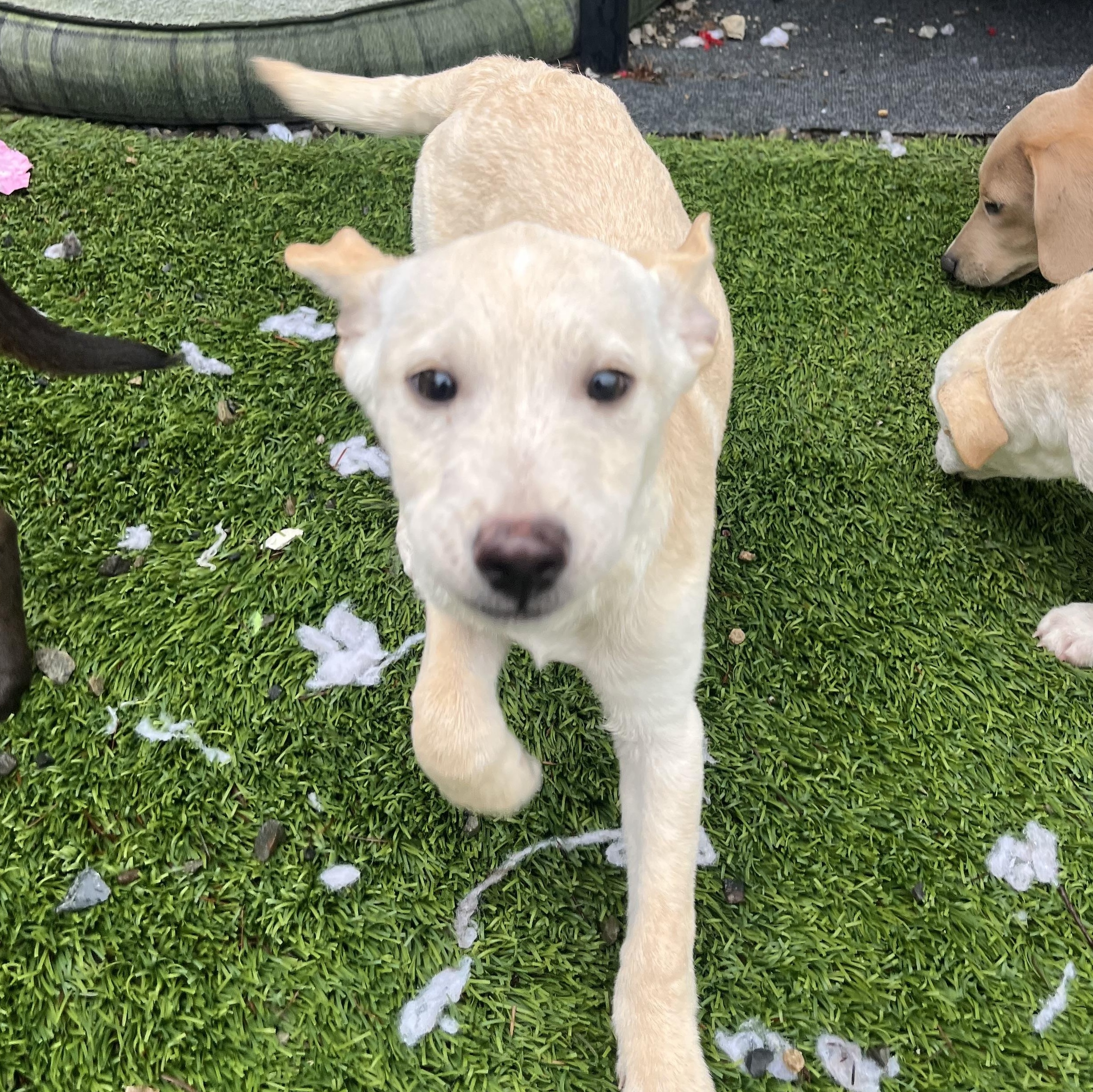 Frosty, Adoptable, Puppy Male Mixed Breed.