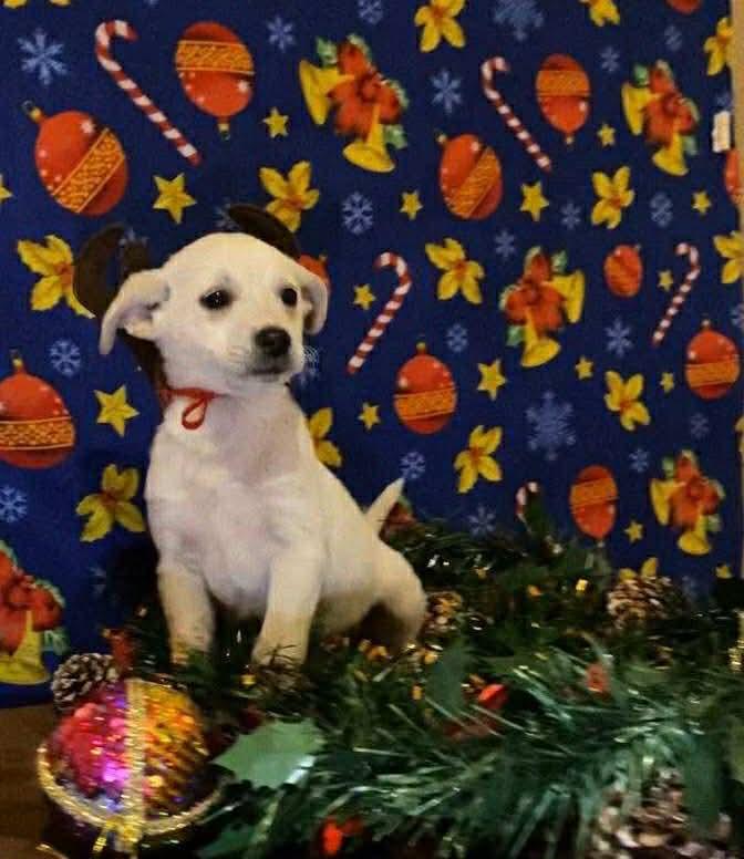 Enlarge Frosty, a Adoptable Mixed Breed in Puyallup, WA image 3/4
