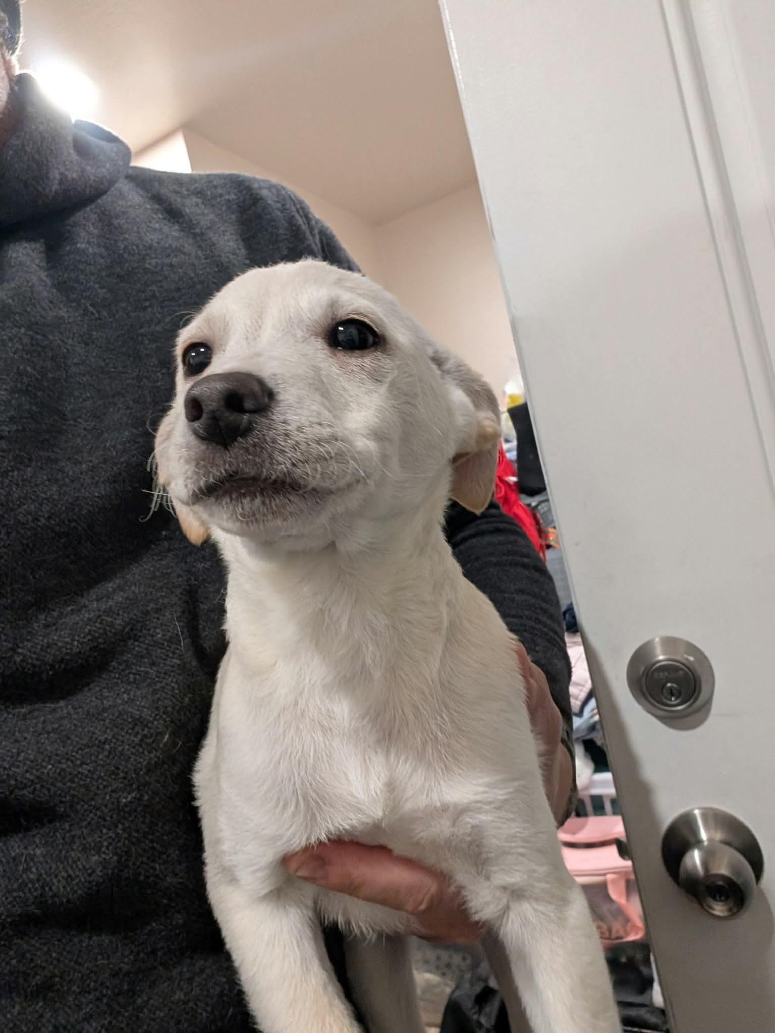 Enlarge Frosty, a Adoptable Mixed Breed in Puyallup, WA image 2/4