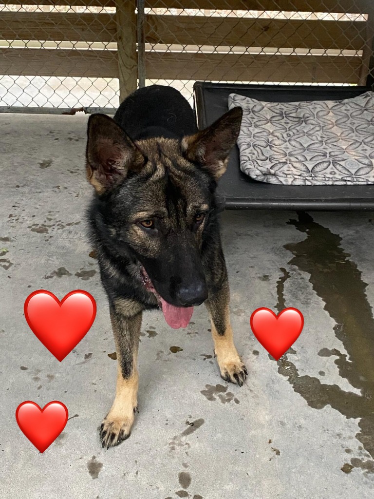 Willard, an adopted German Shepherd Dog in Bella Vista, AR_image-1