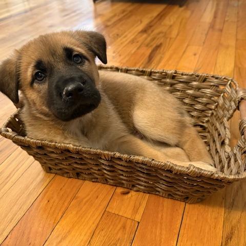 Captain, a Adoptable mixed breed in Brooklyn, NY image 1/4