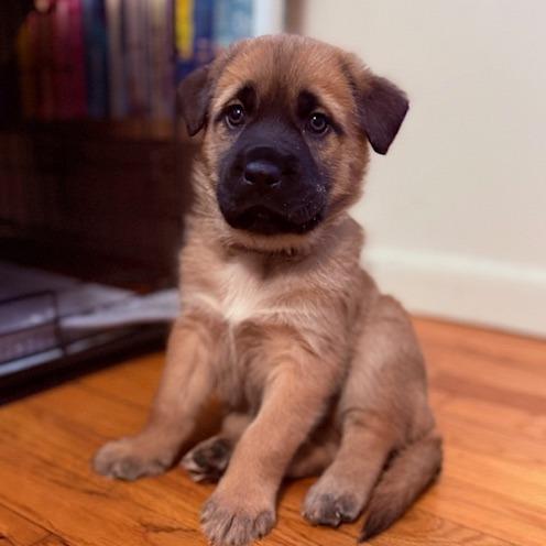 Captain, a Adoptable mixed breed in Brooklyn, NY image 2/4