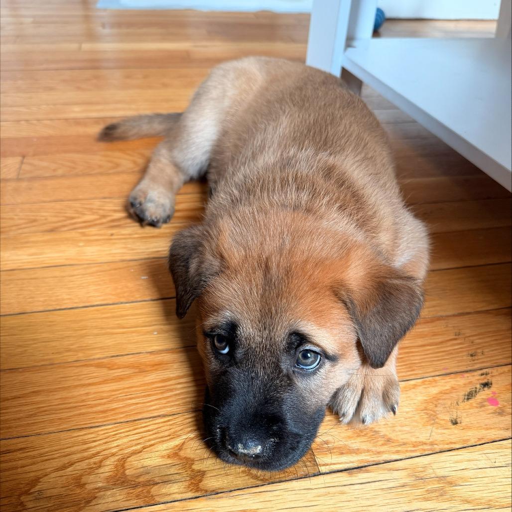 Captain, a Adoptable mixed breed in Brooklyn, NY image 3/4