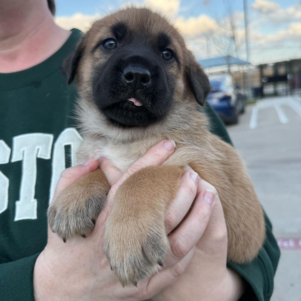 Captain, a Adoptable mixed breed in Brooklyn, NY image 4/4