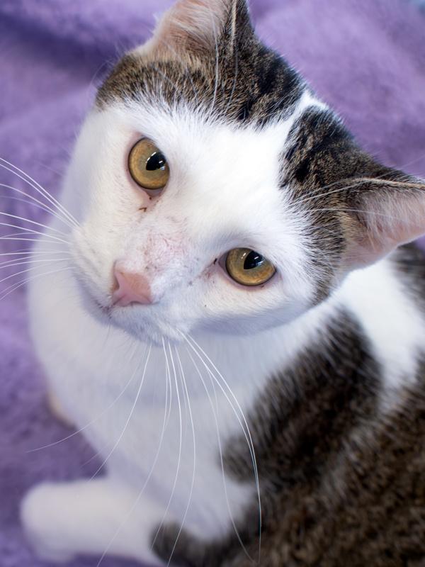 Enlarge Fishington, a Adoptable mixed breed in Roanoke, VA image 1/1