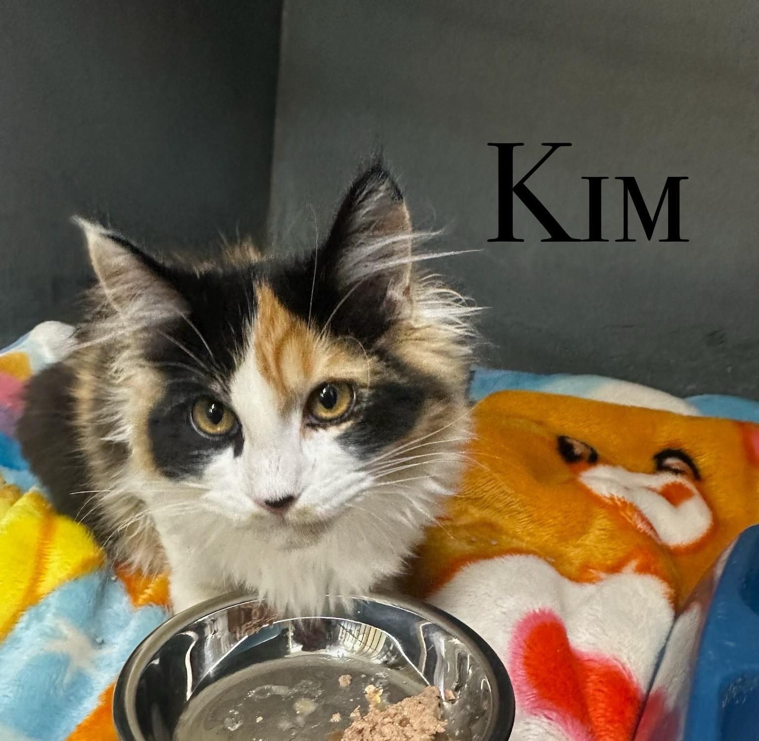 Kim, an adoptable Domestic Long Hair in Craig, CO, 81625 | Photo Image 1