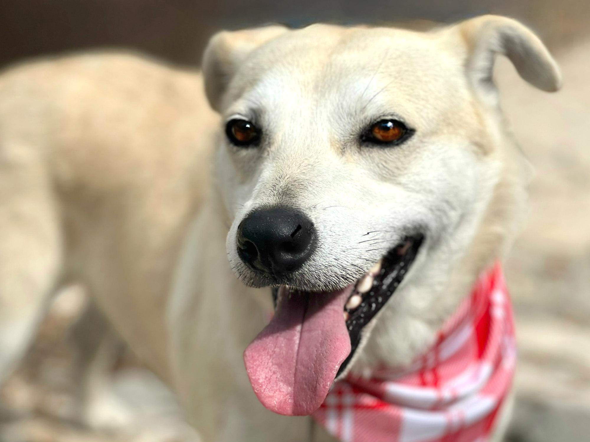 Tito - From Wounds thumbnail 4