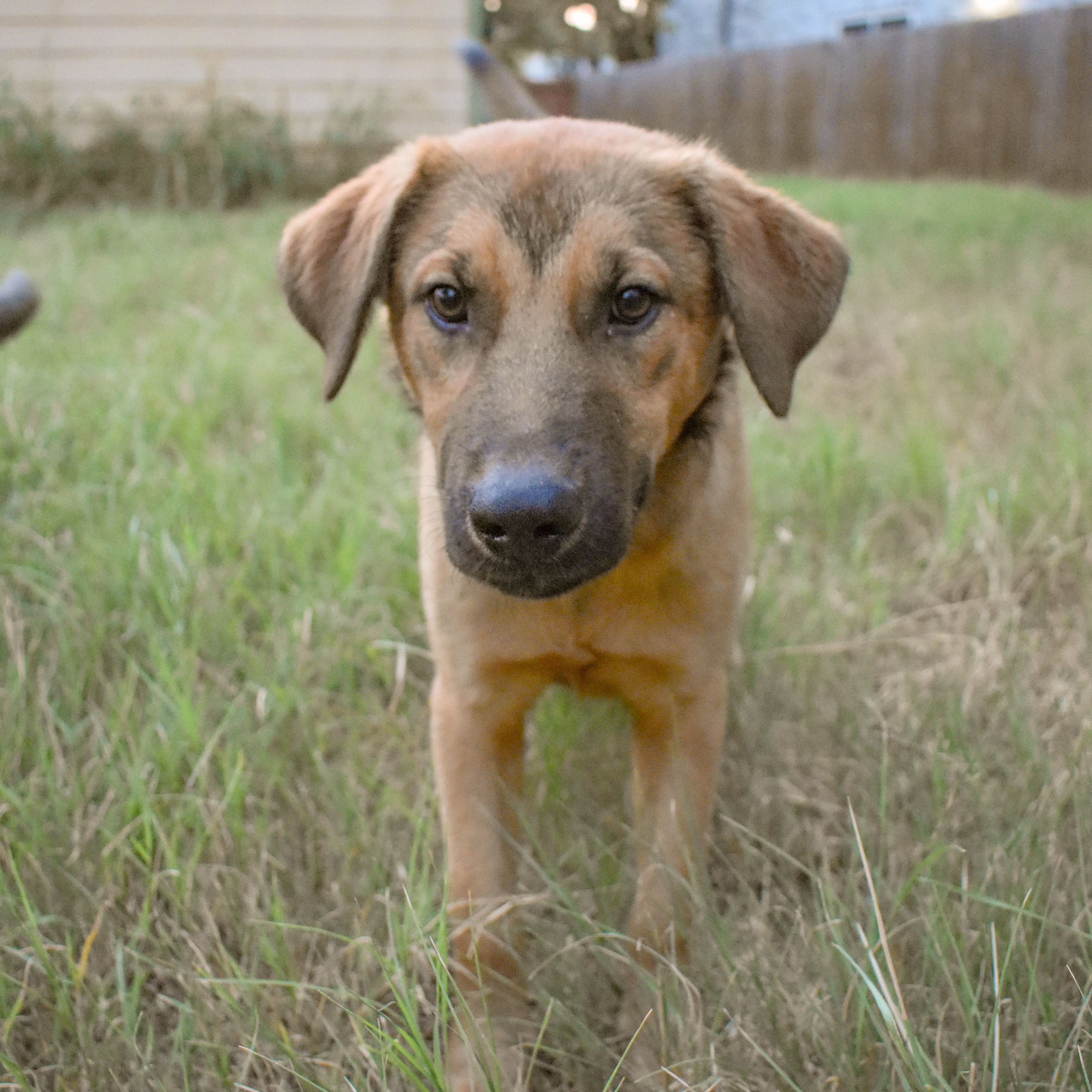 Dog for adoption Mr Peaches, a Shepherd Mix in Albany, NY Petfinder